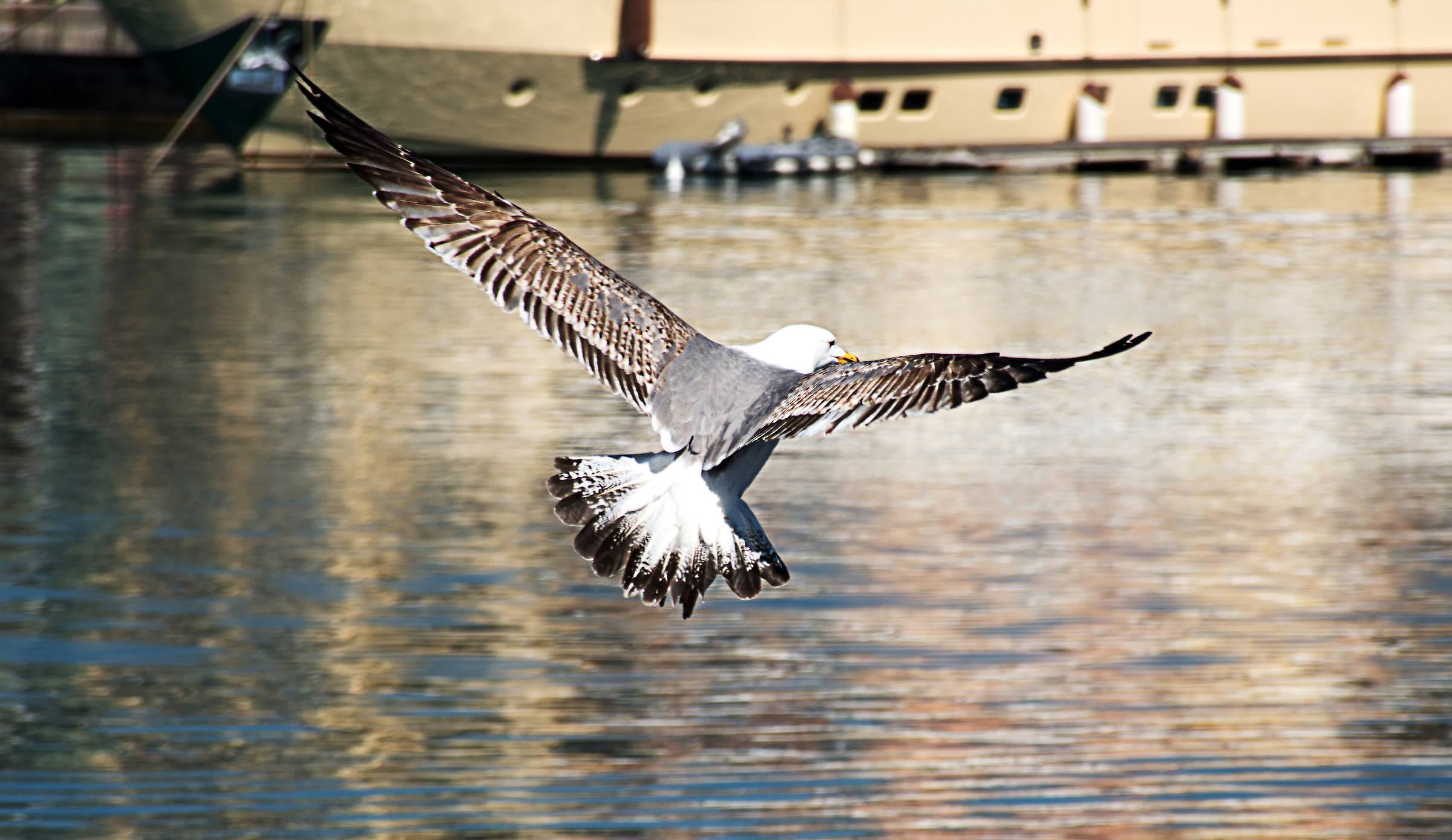 in flight over the harbor