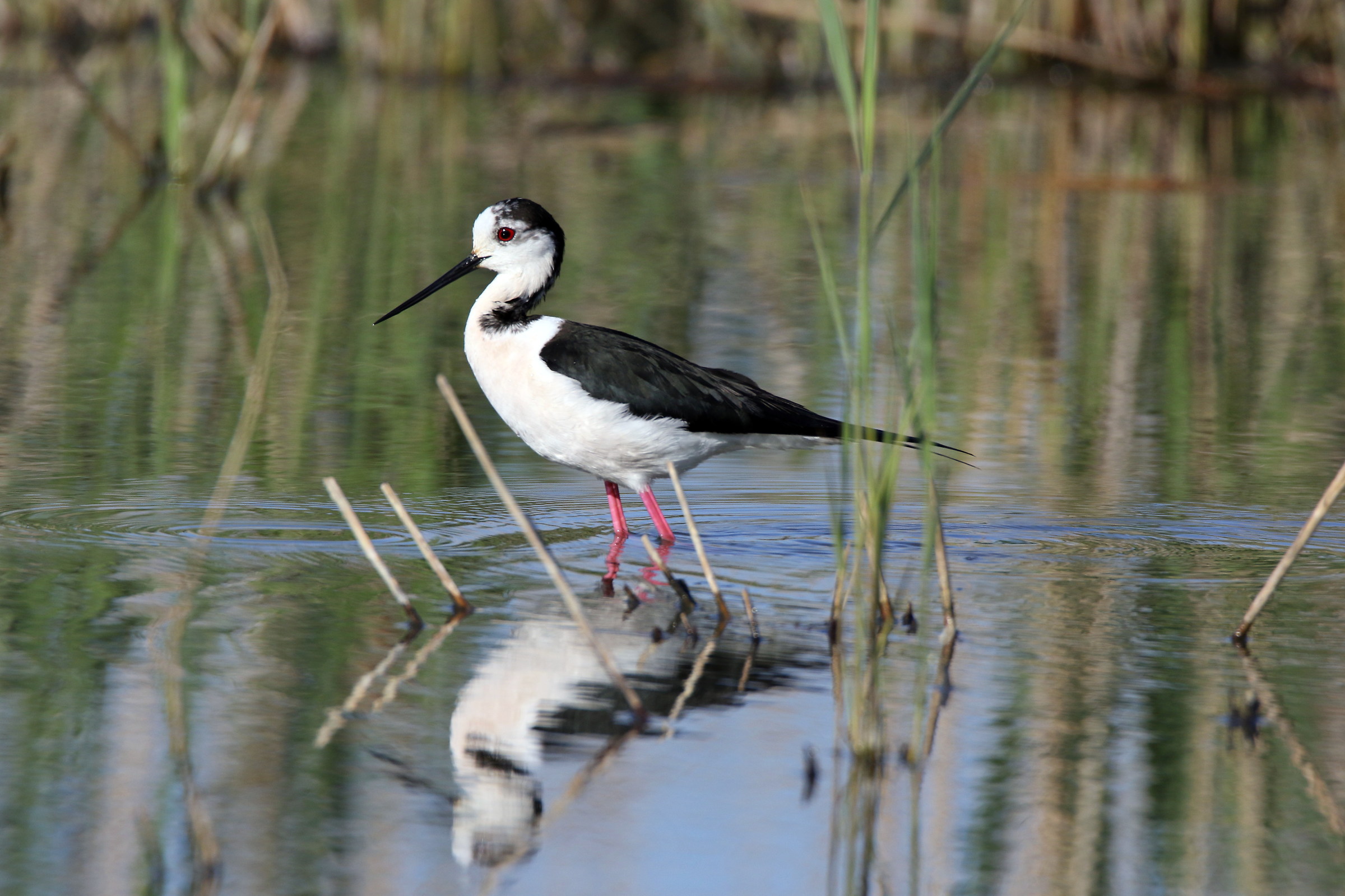knight in the mirror