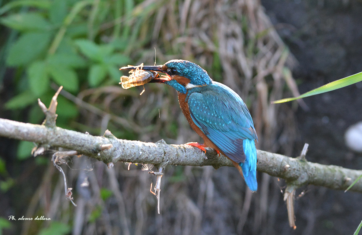 il martino e il sushi