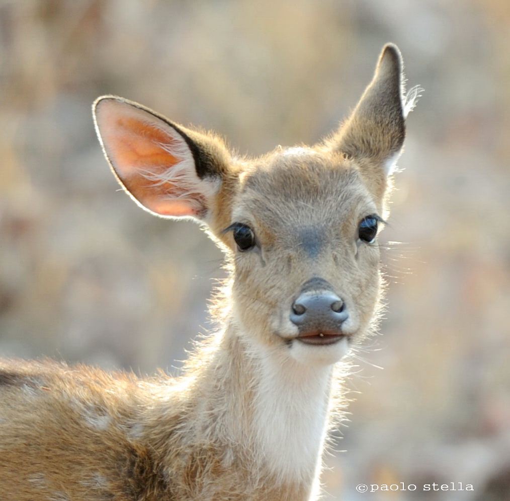 spotted deer close up