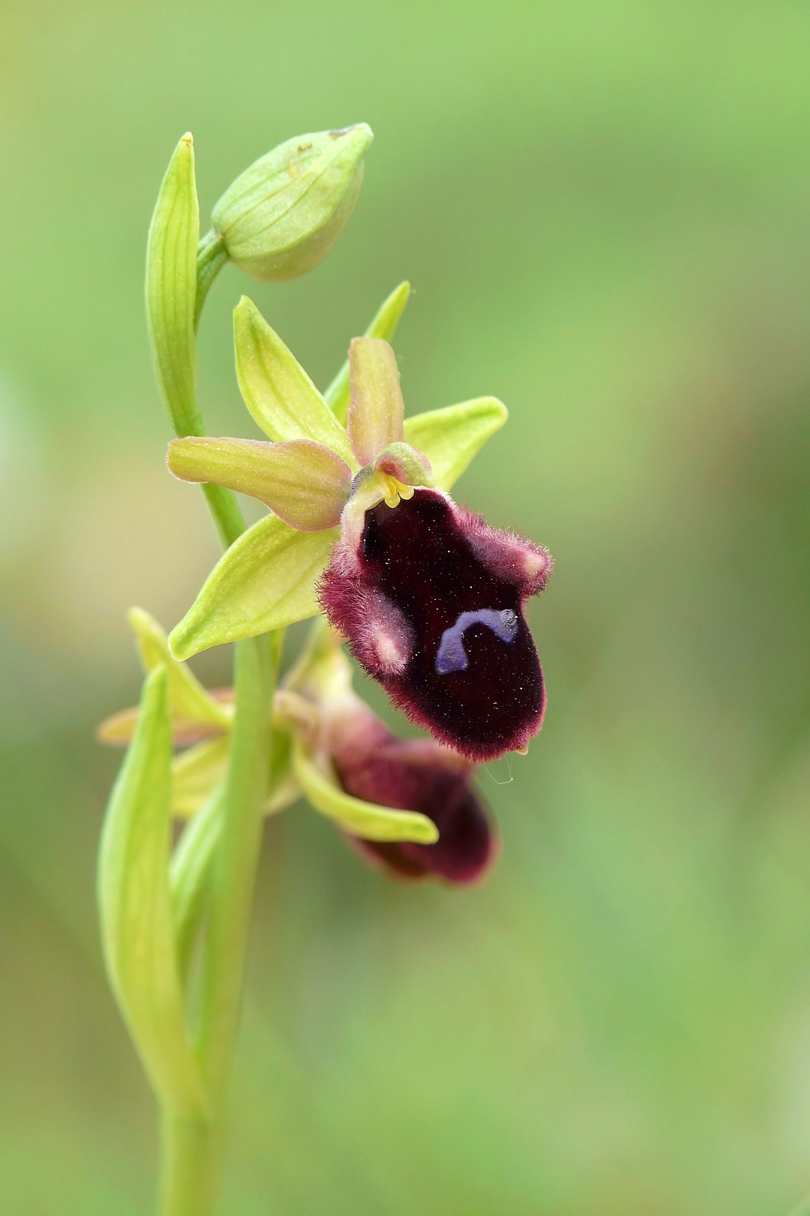 Ophrys promontories