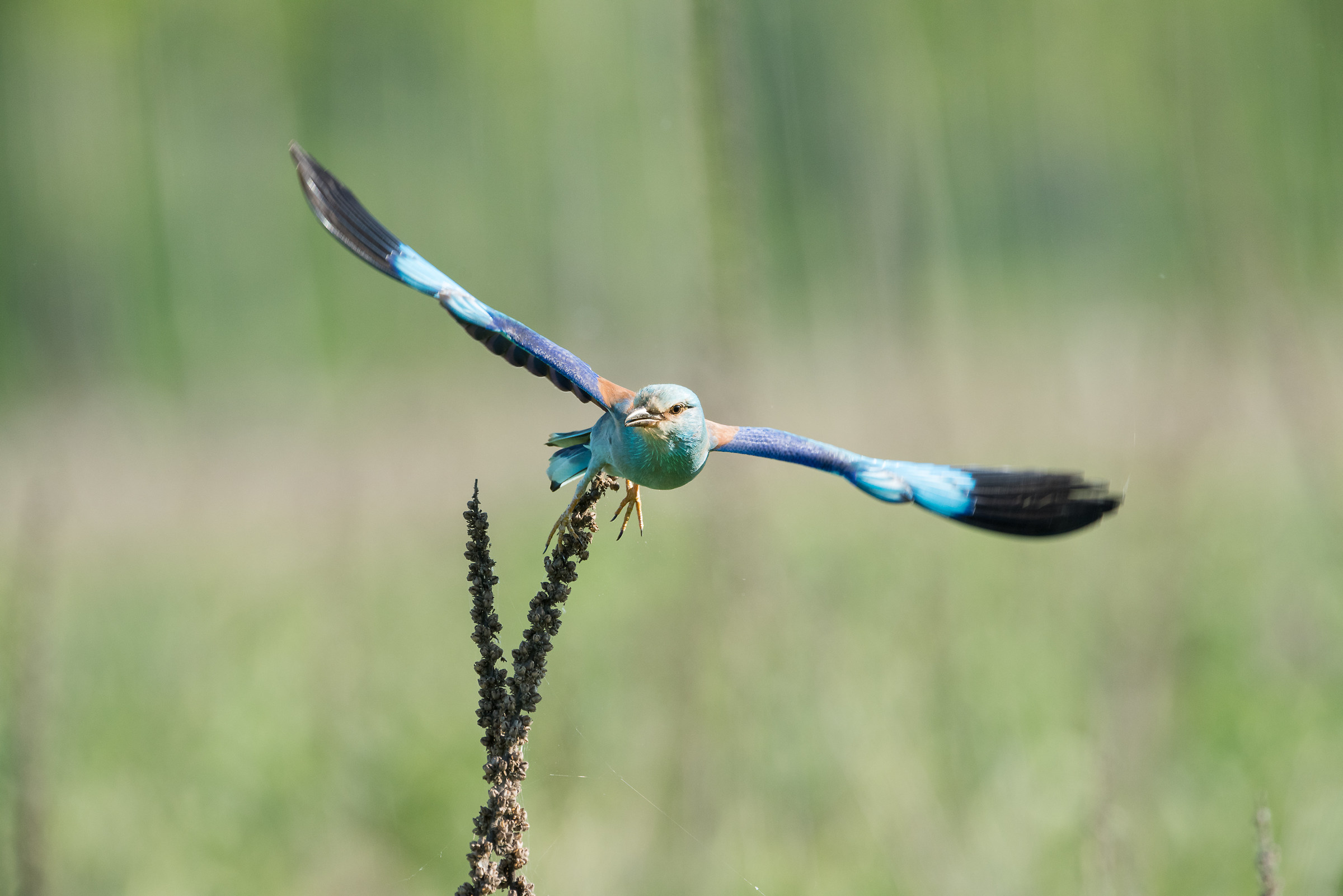Ghiandaia marina in decollo