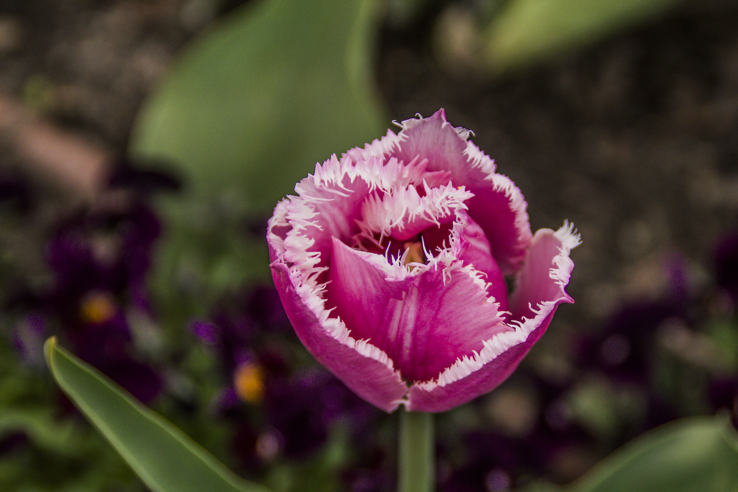 macro a un fiore del castello di wawel(polonia)