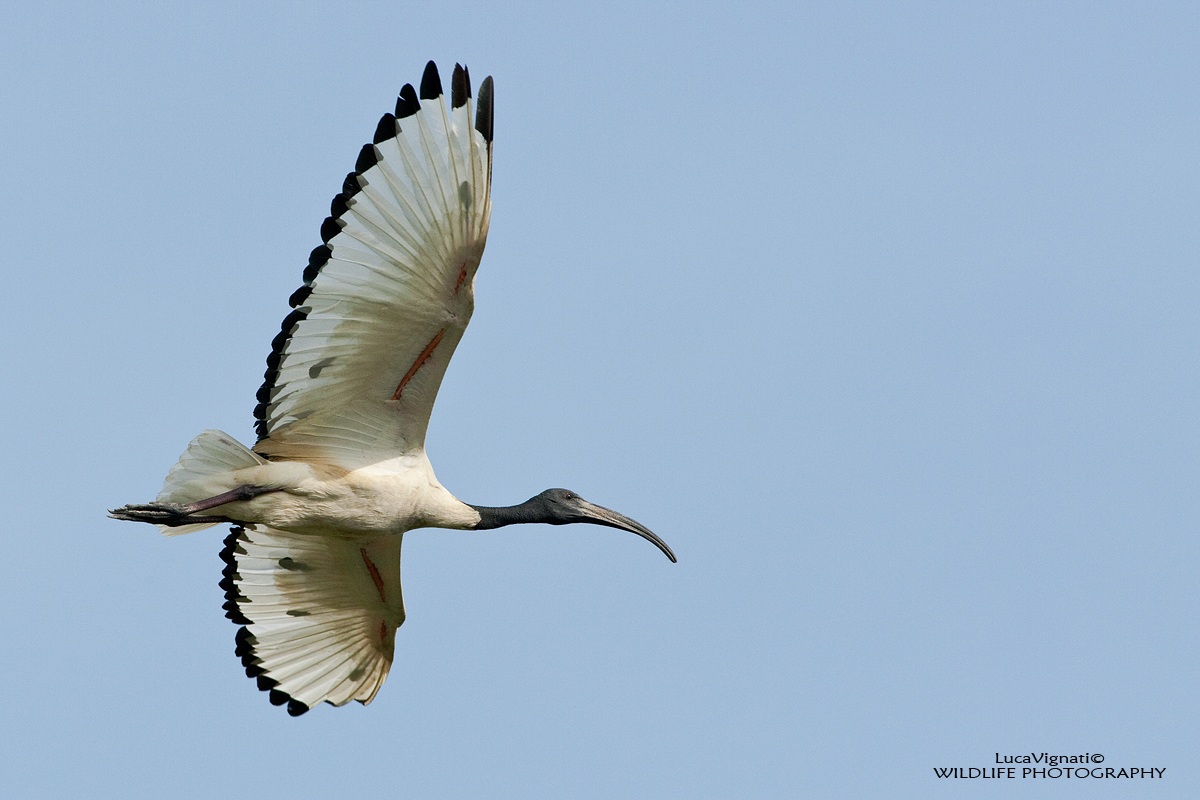 sacred ibis
