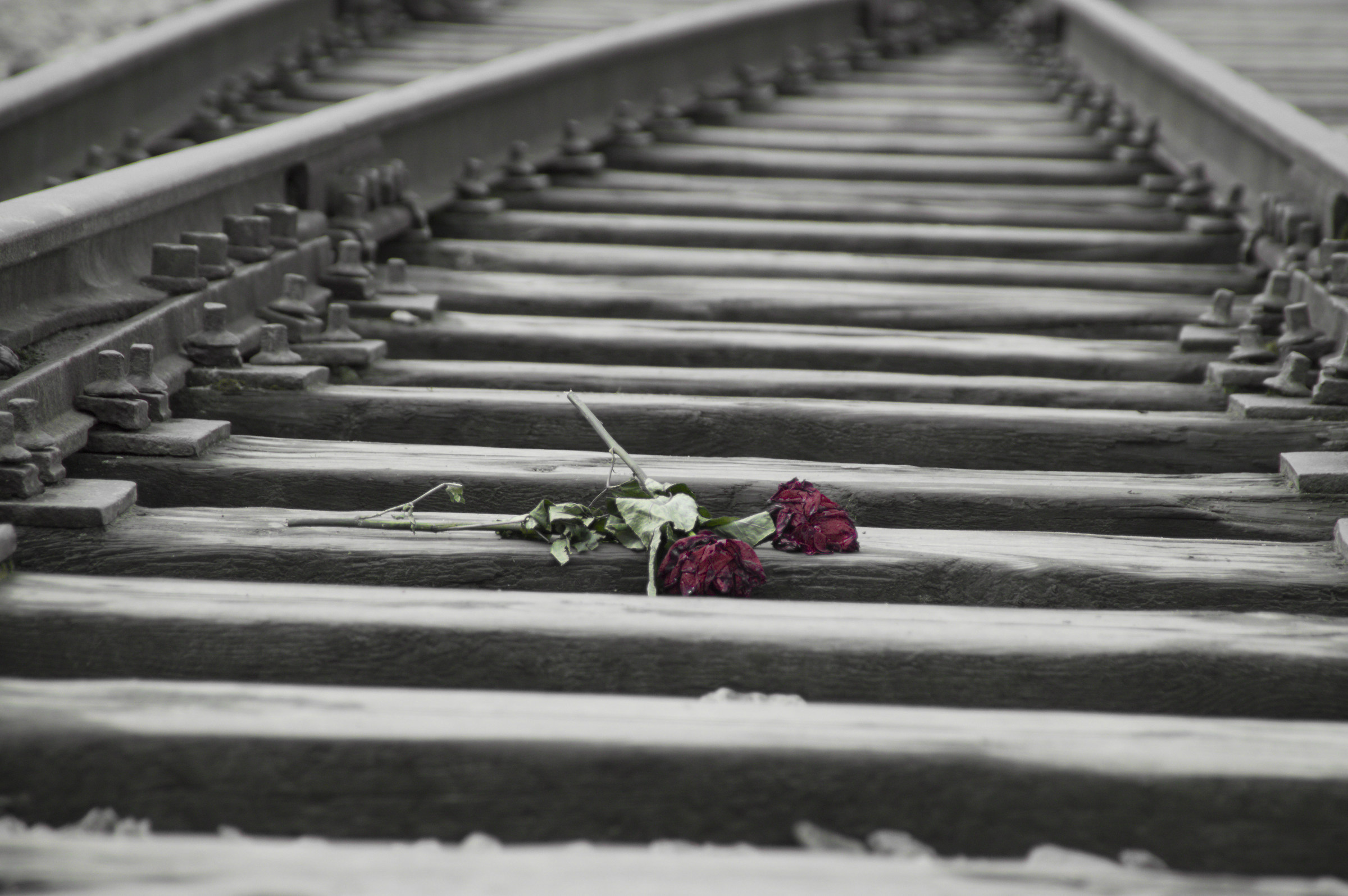 the tracks of death (Birkenau)
