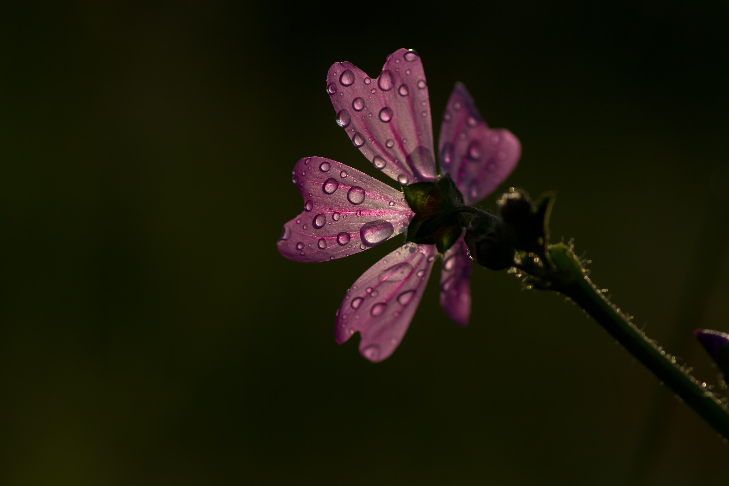 light in the evening ....