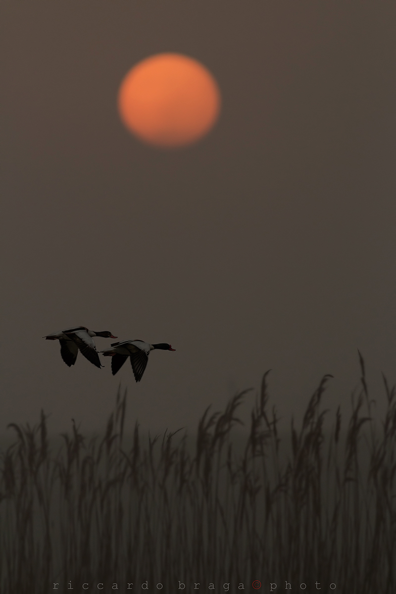 The theater of silence-Shelducks in flight at dawn