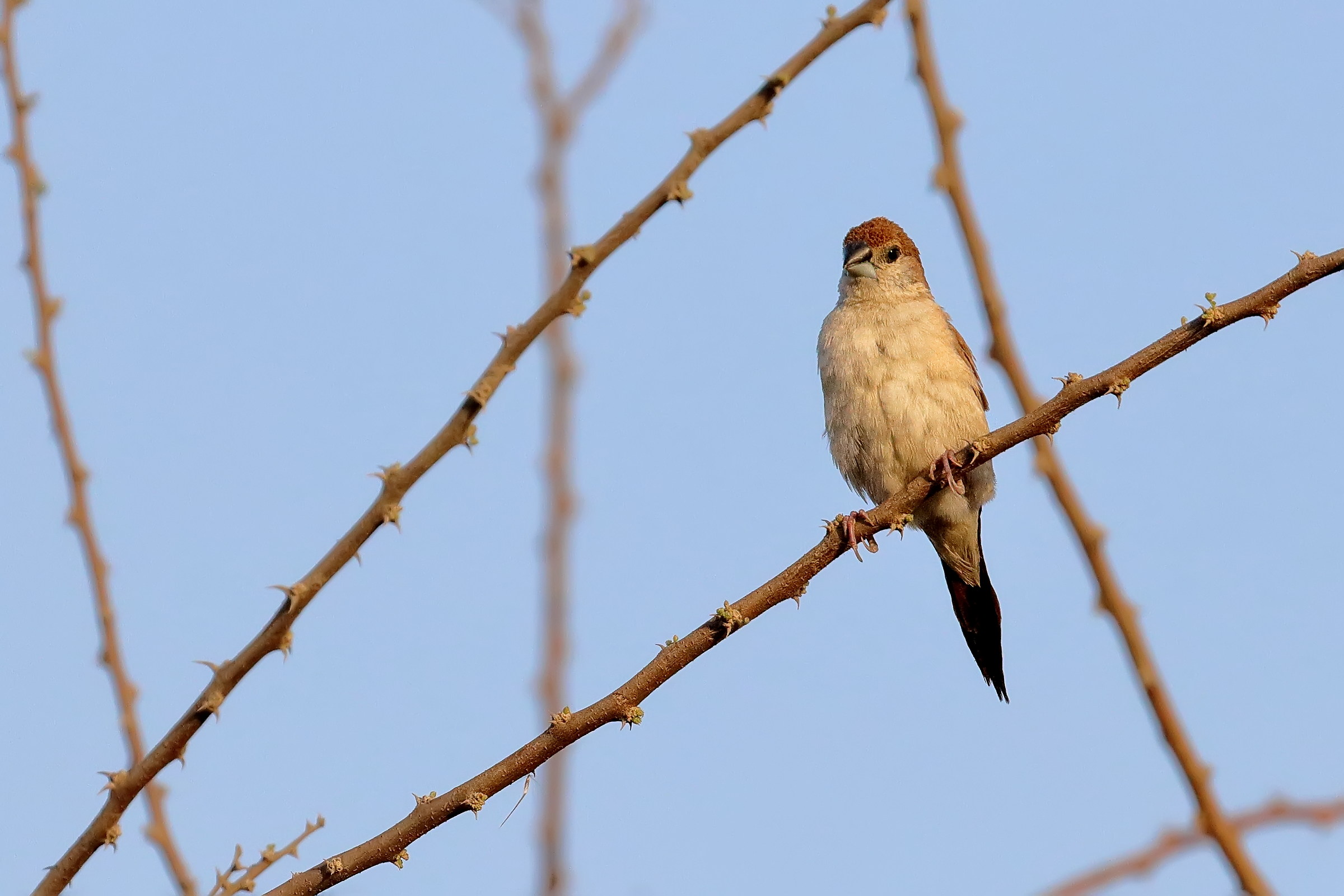 bird to be identified