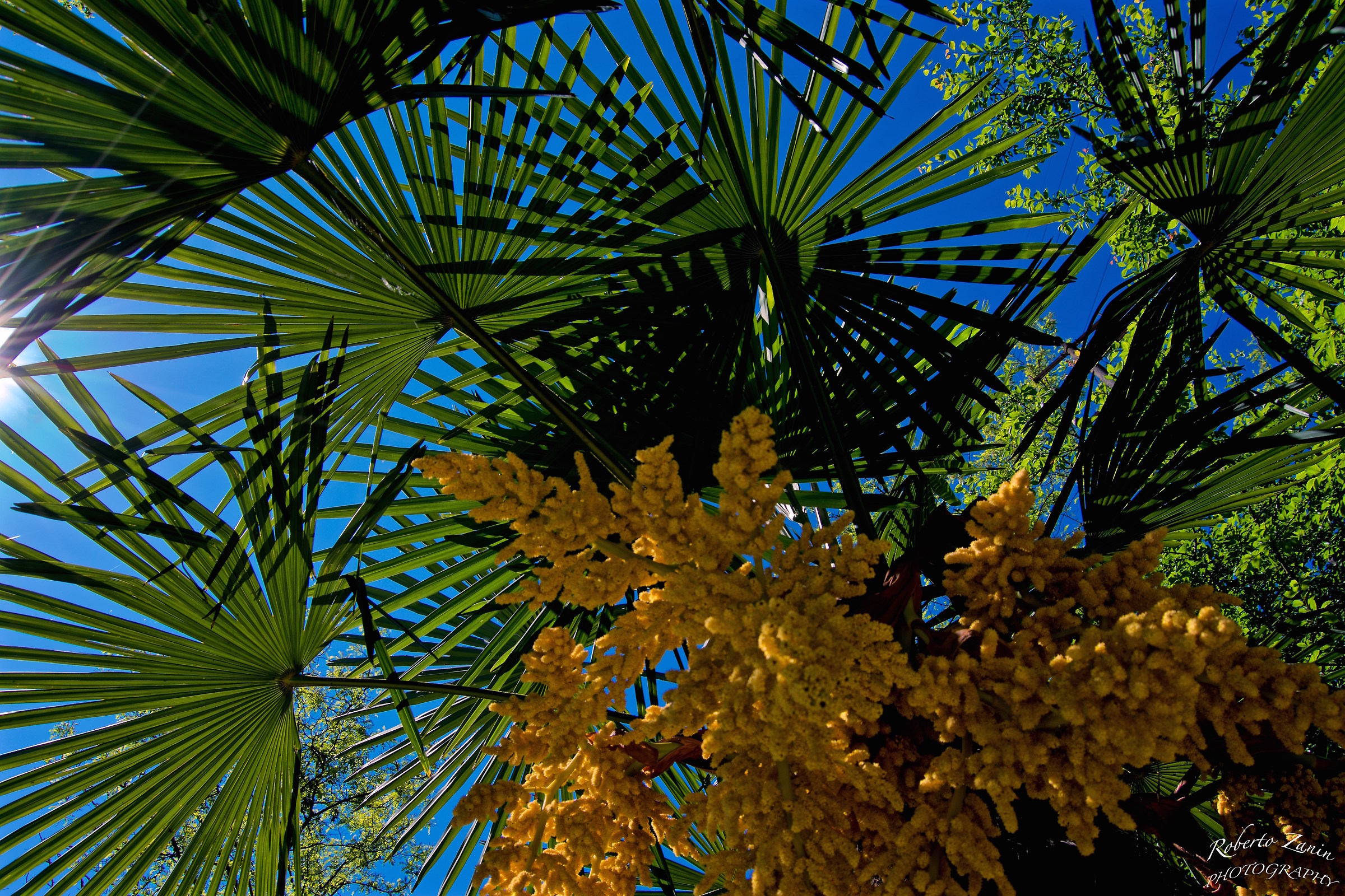 Among palm trees ......