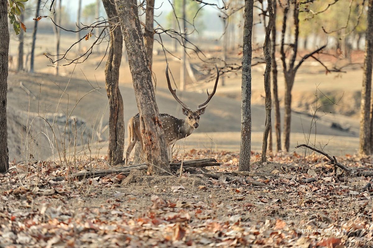 spotted deer