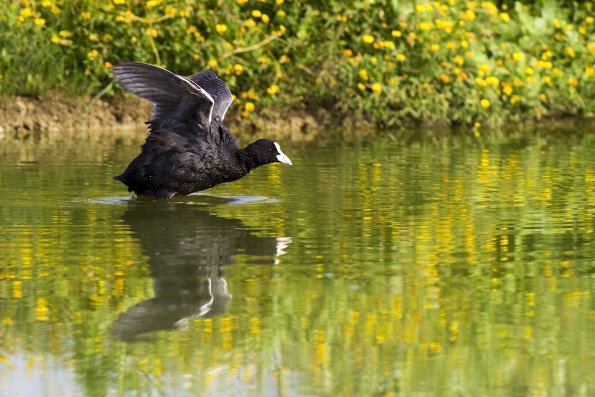coot flying