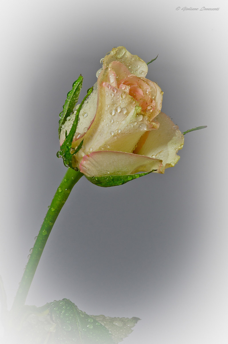 Ti voglio bene Mamma - Verso l'8 maggio