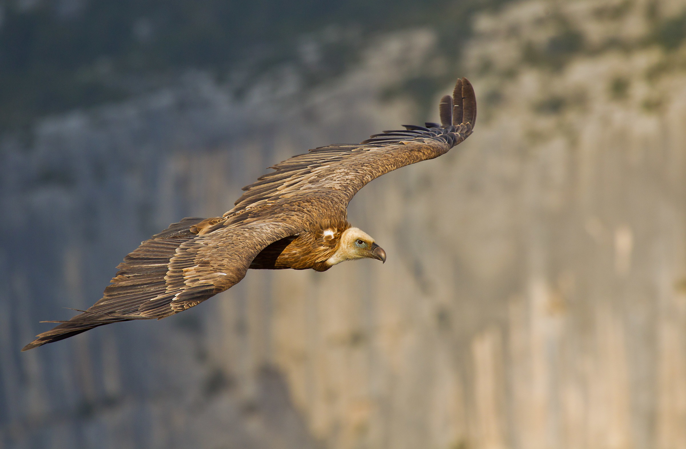 Vulture of the Verdon