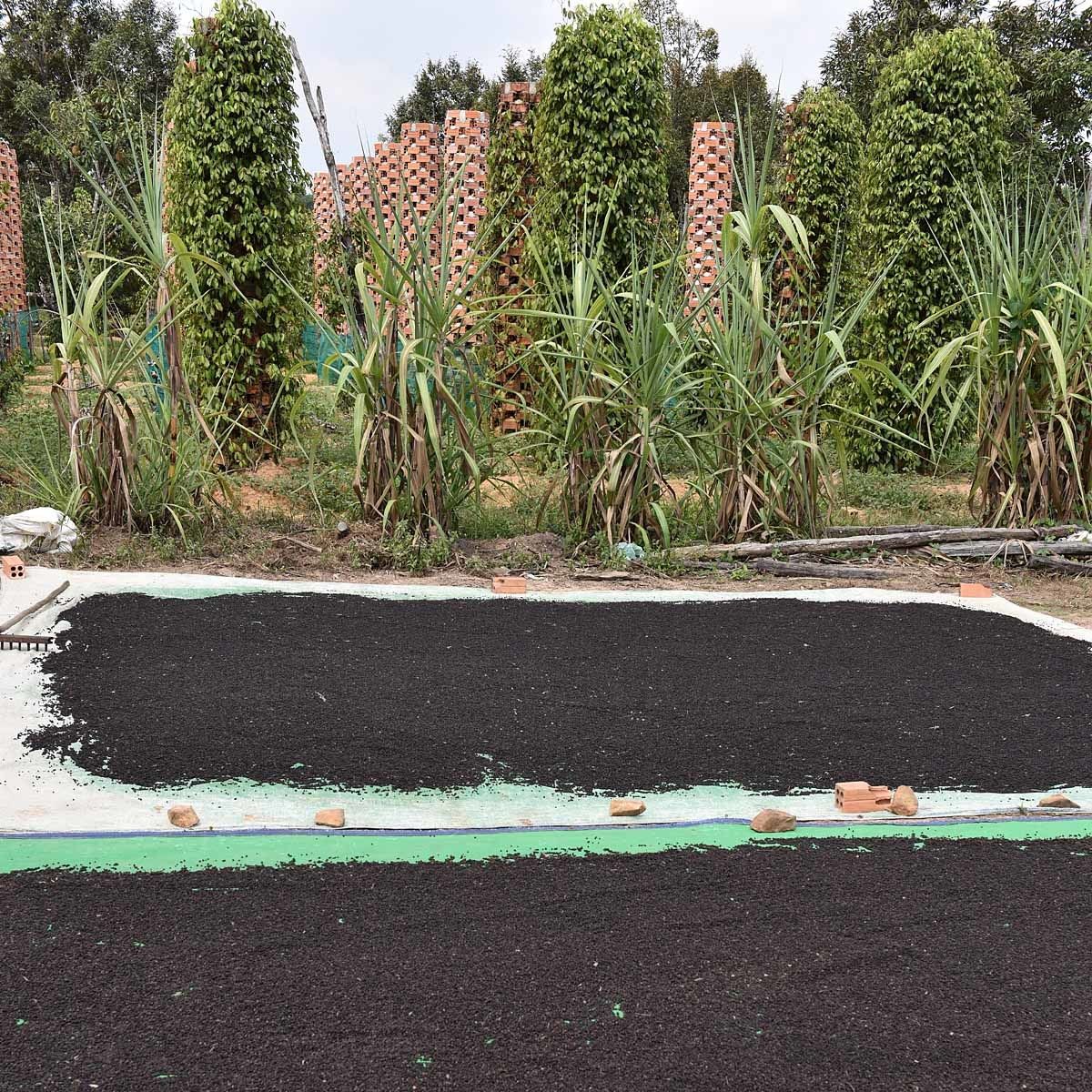 Sihanoukville cambodia black pepper