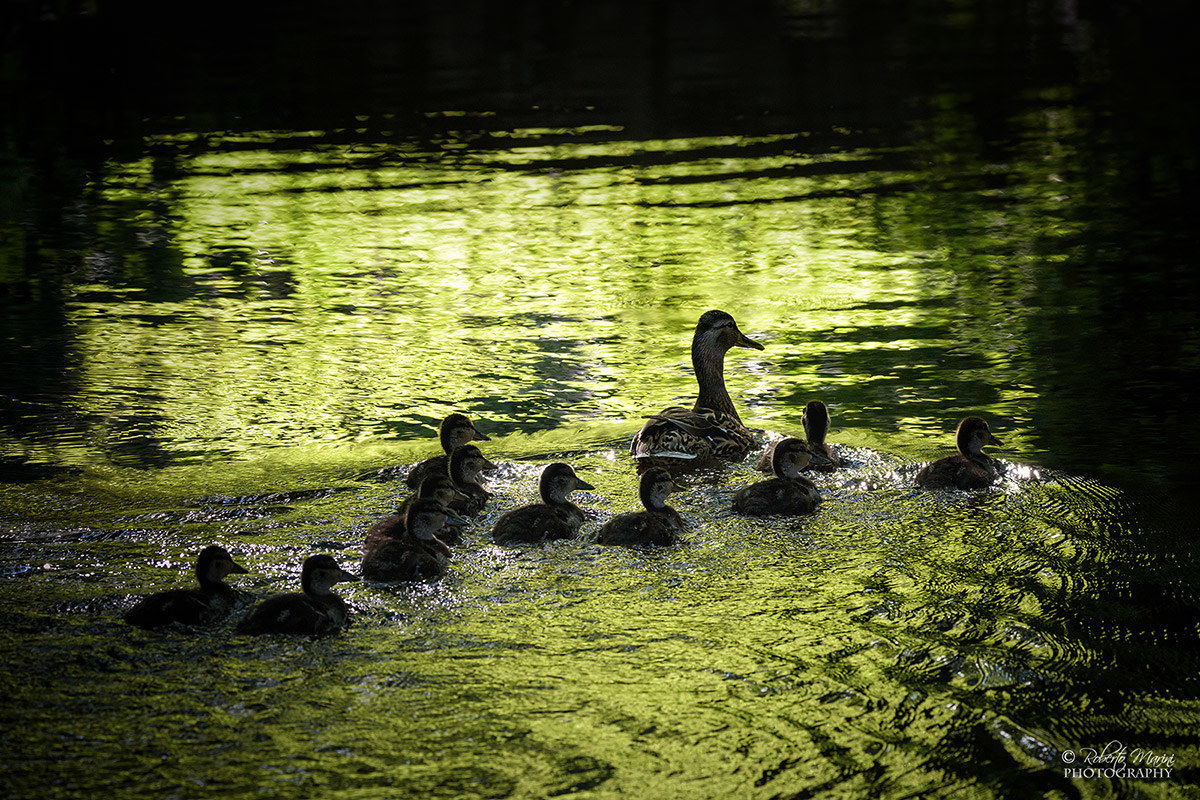 A stroll with Mom / Mother's Day 2016