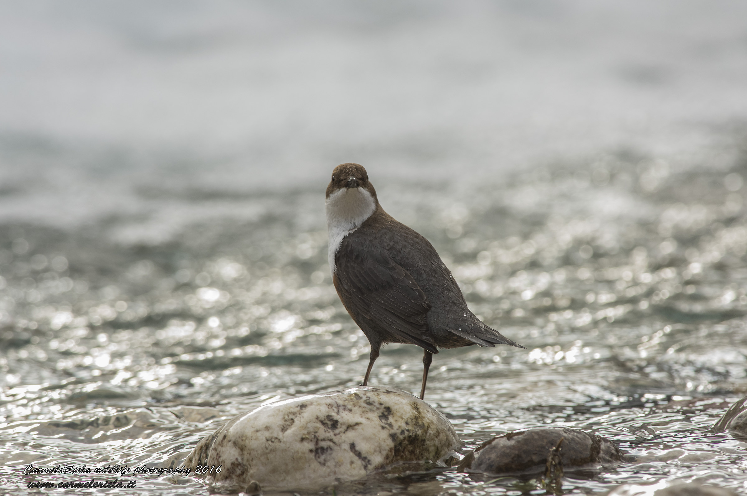 Dipper, there is' a presence.