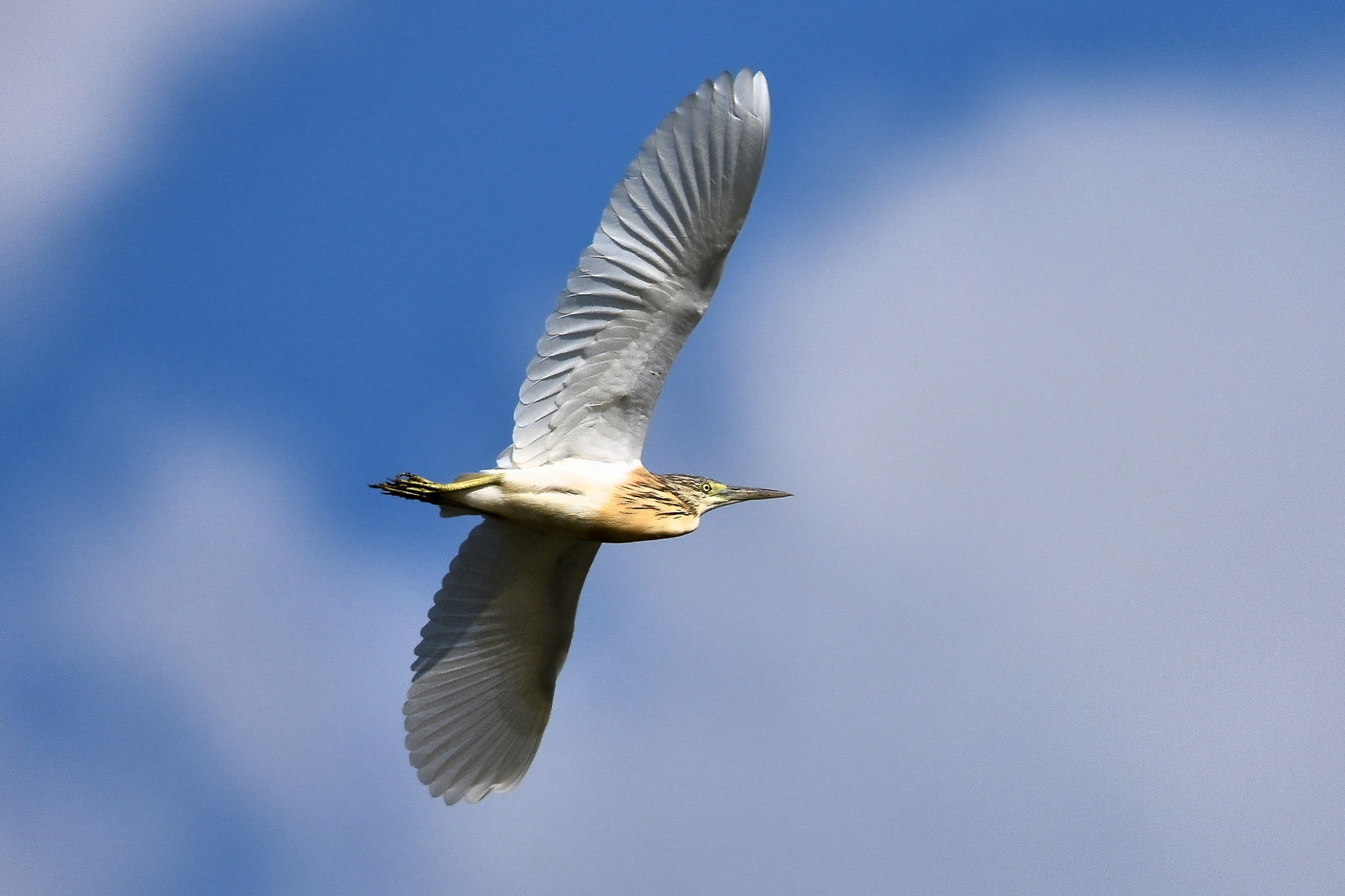 Squacco Heron (Ardeola ralloides)