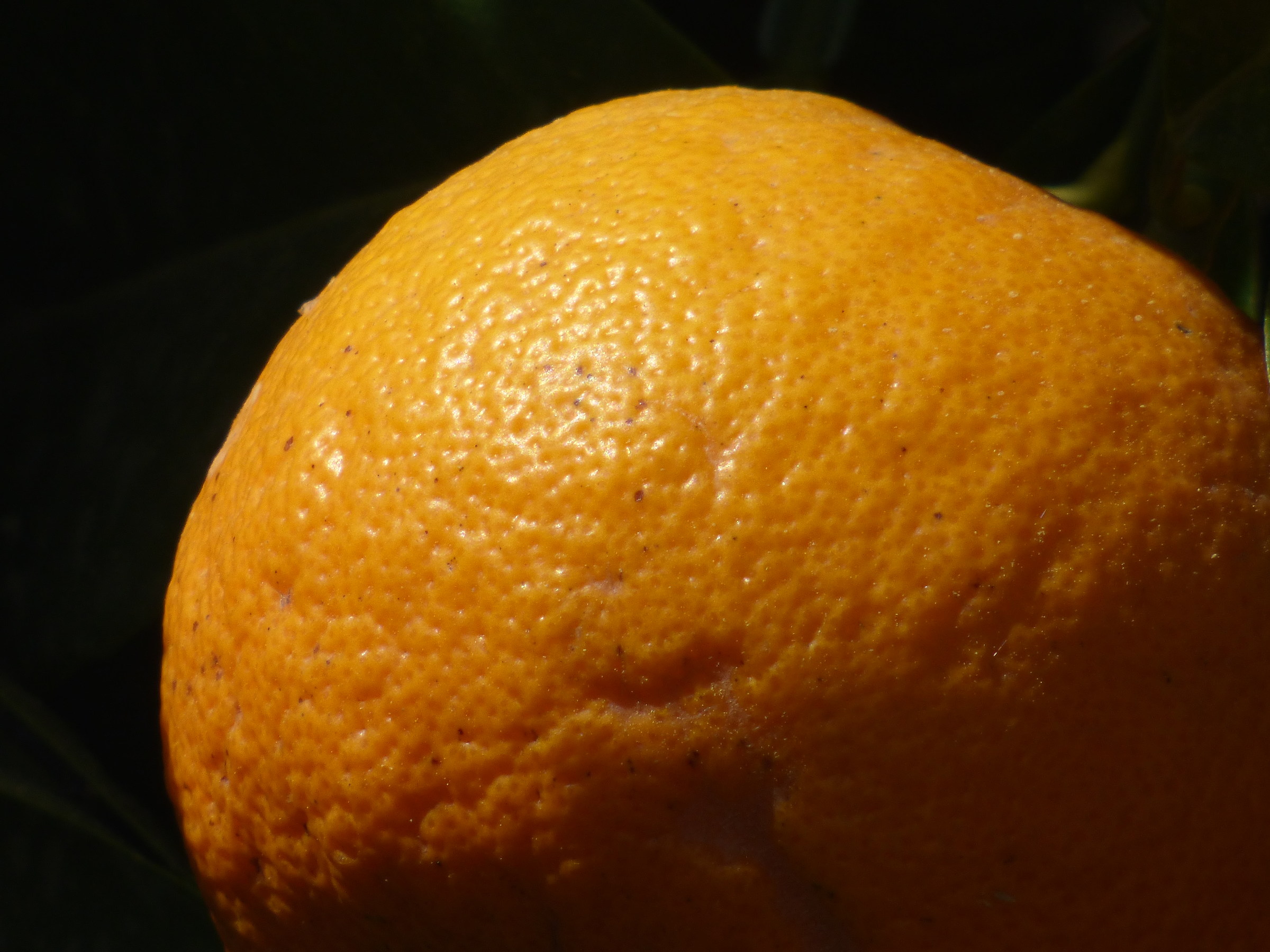 Solo un arancio amaro