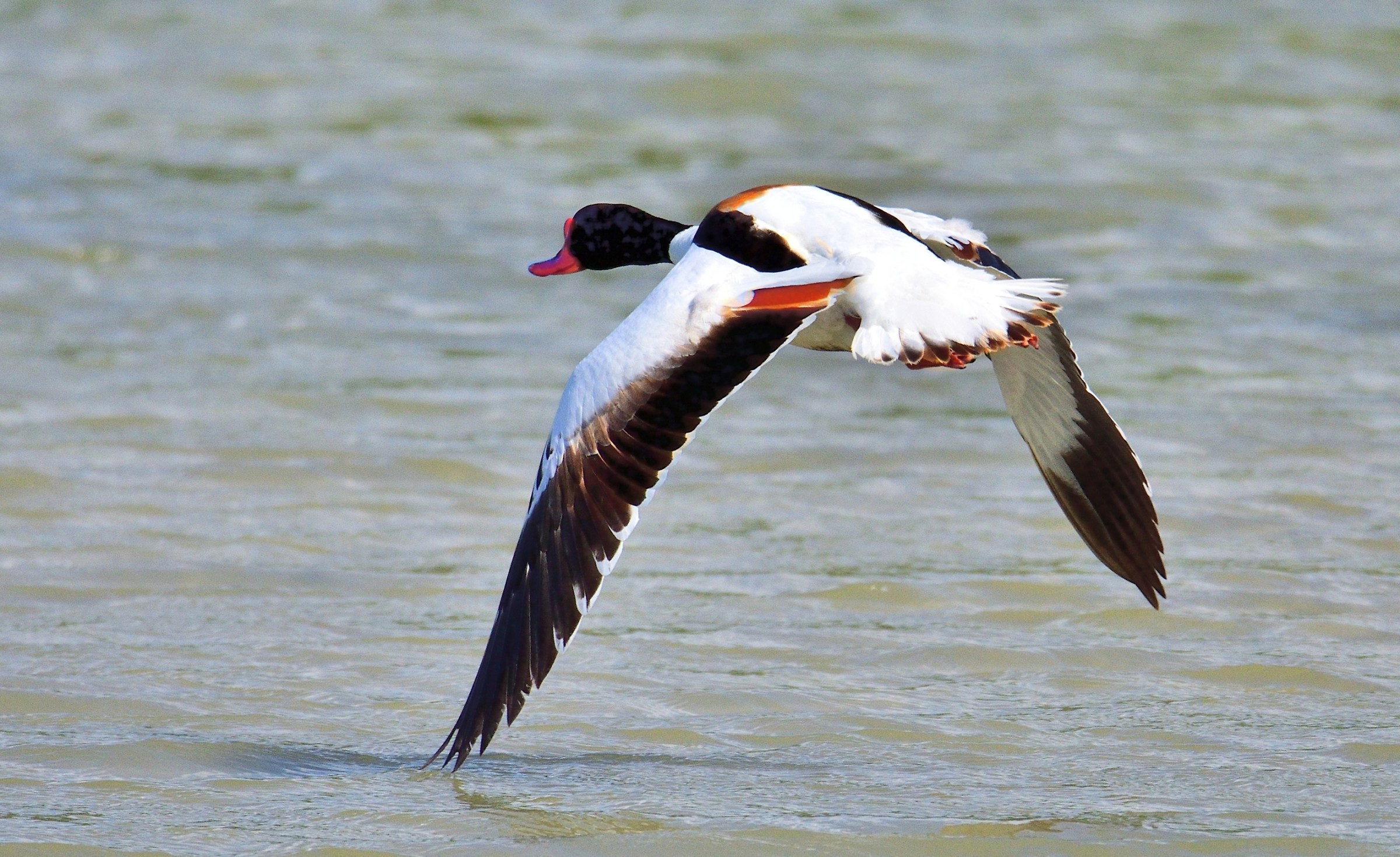 Shelduck (Tadorna tadorna)