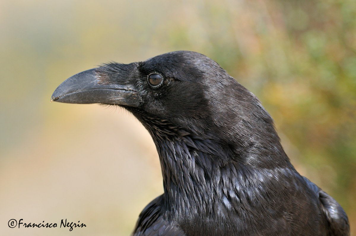 Portrait of raven.