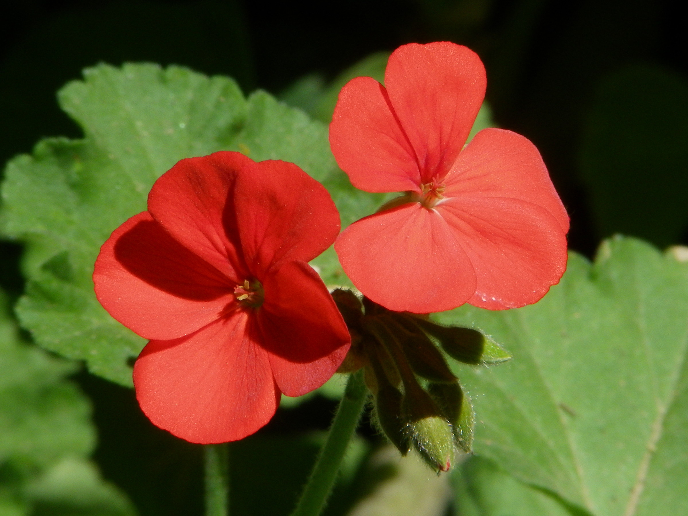 Small Red Geranium