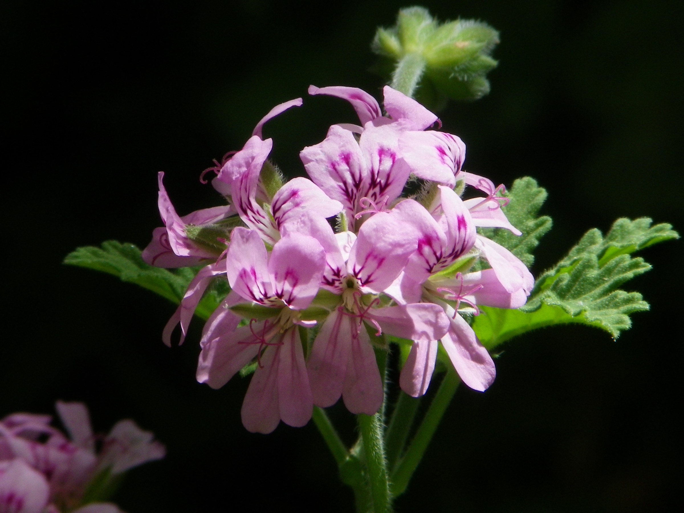 Relative with geranium...