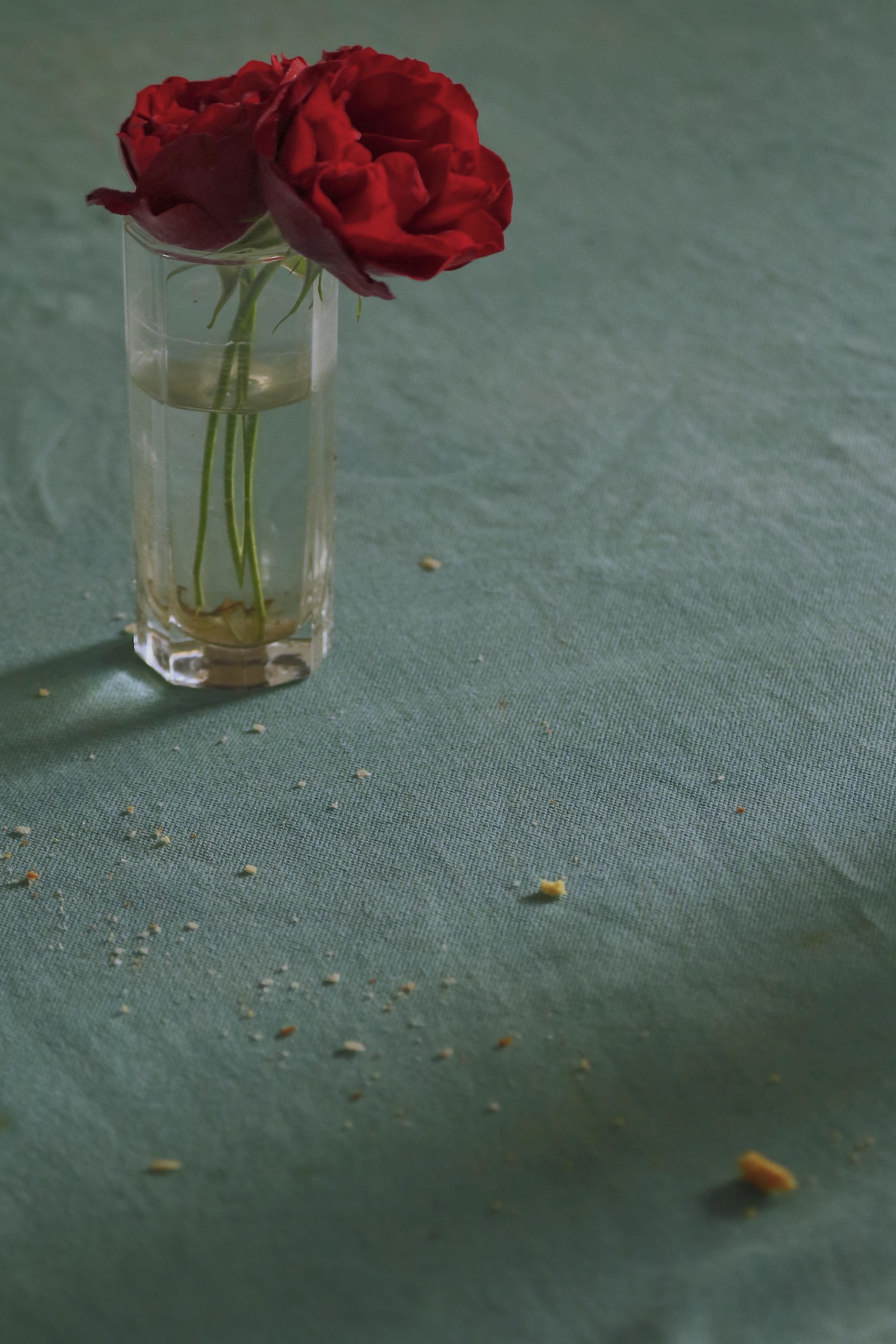 Rose del mio giardino