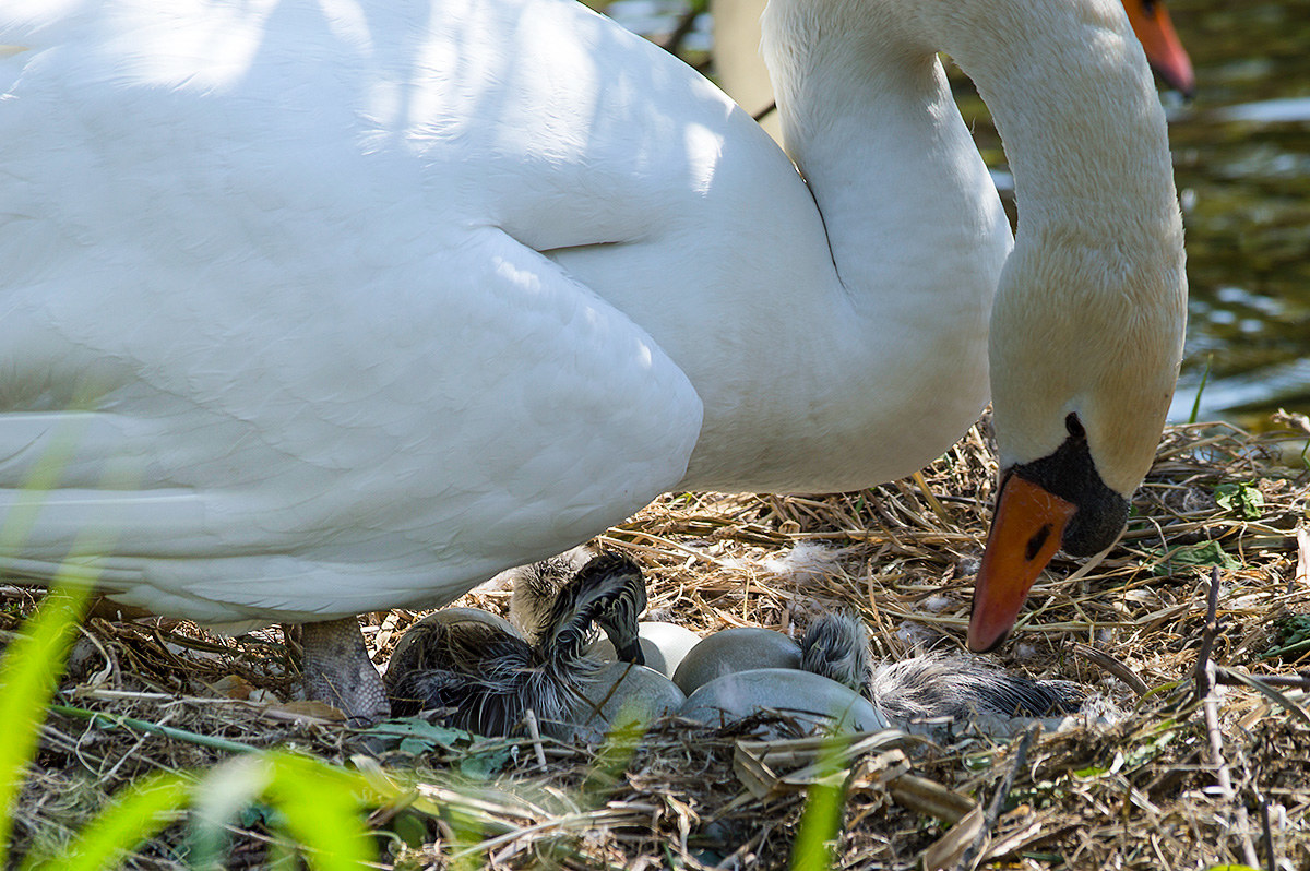 La schiusa delle uova