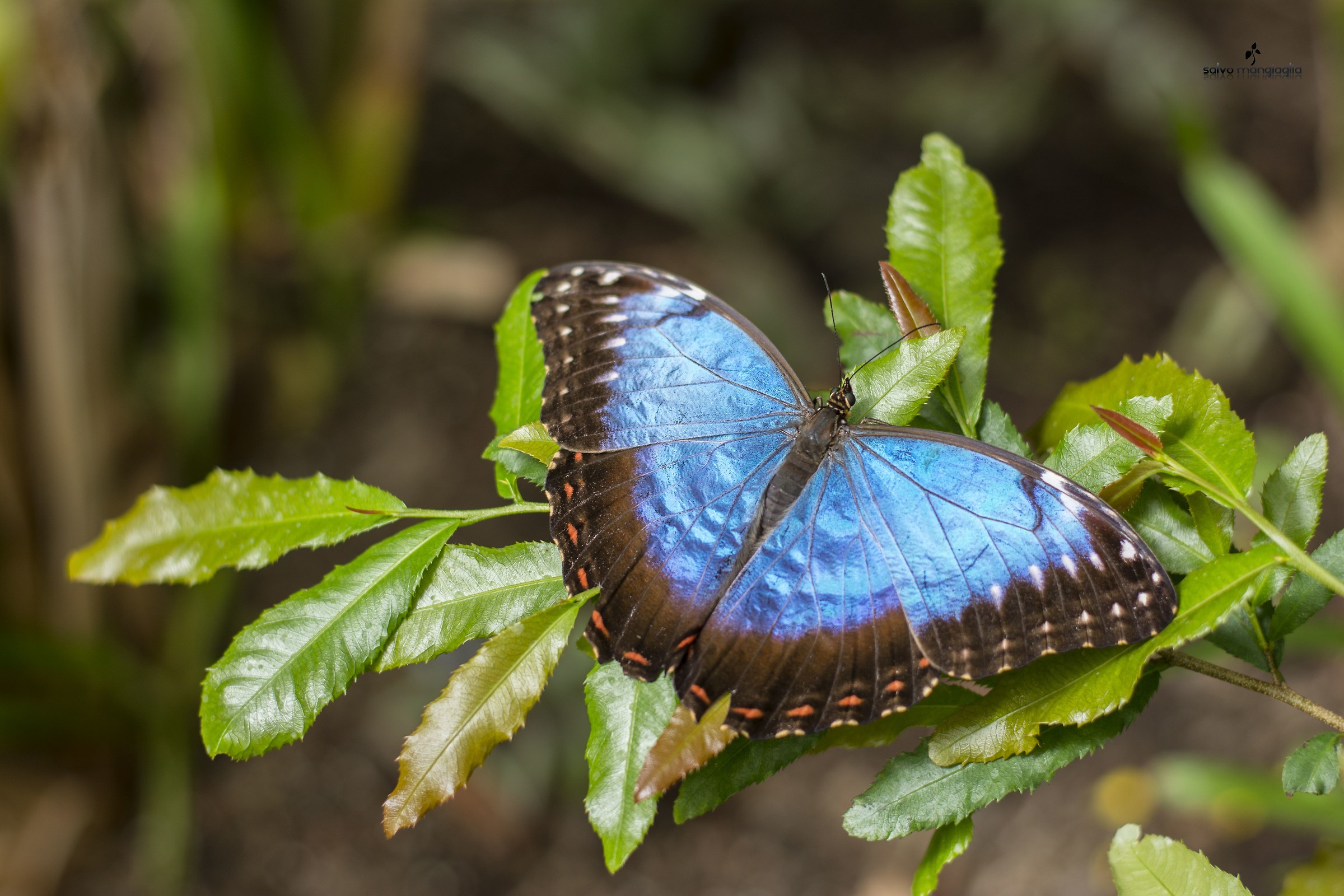 Morpho Menelaus
