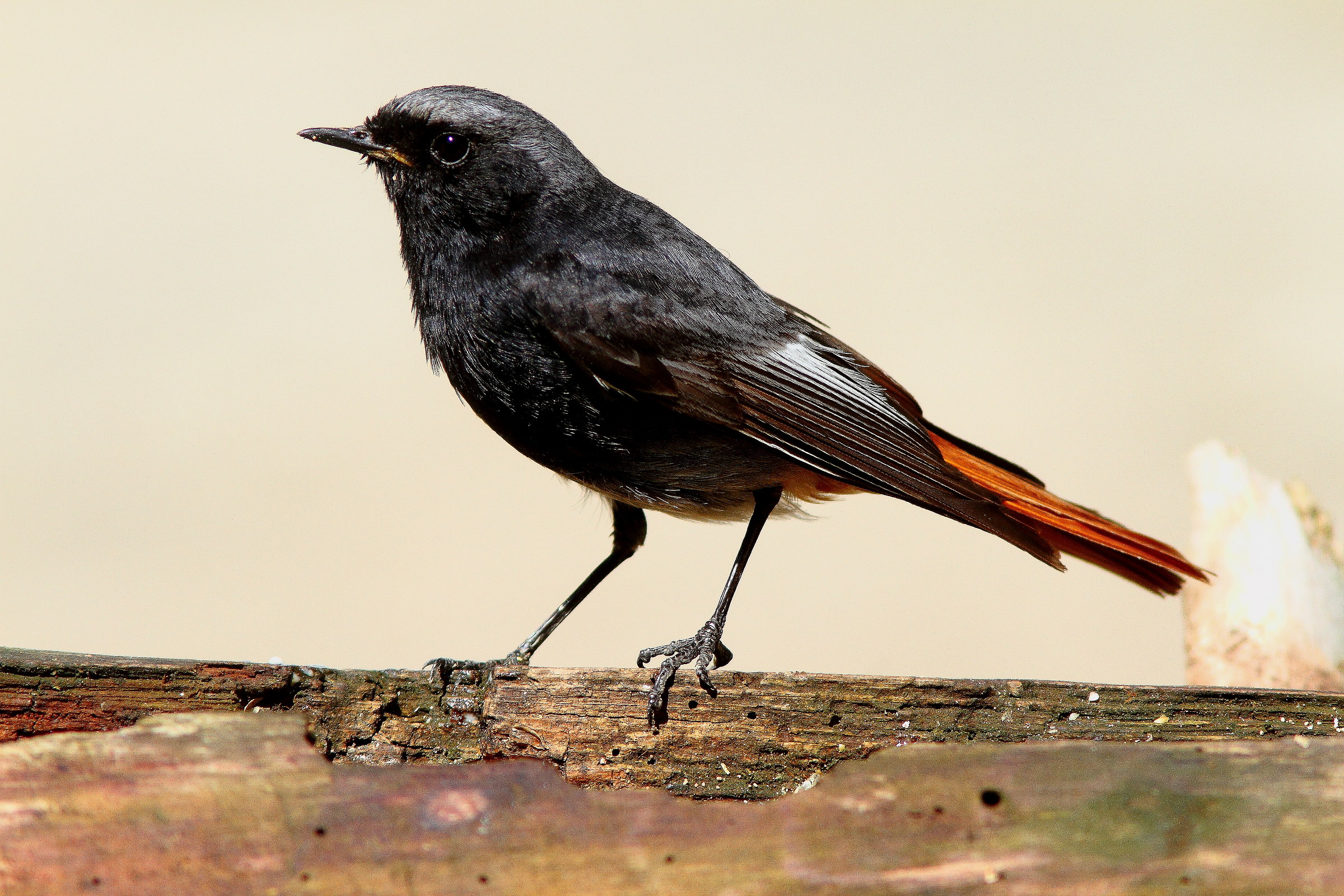 codirosso spazzacamino maschio
