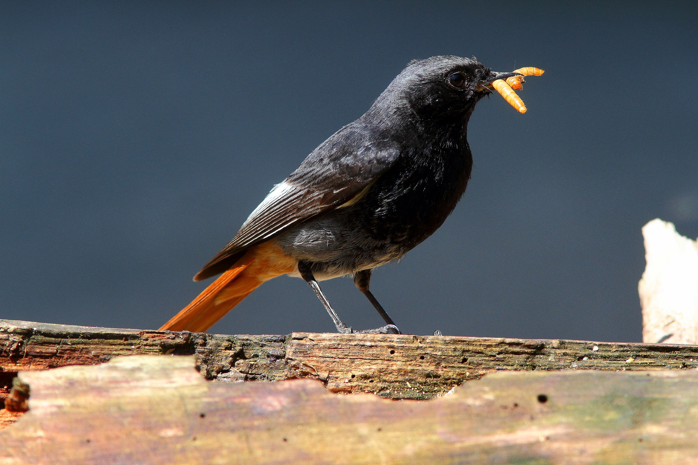 codirosso spazzacamino maschio