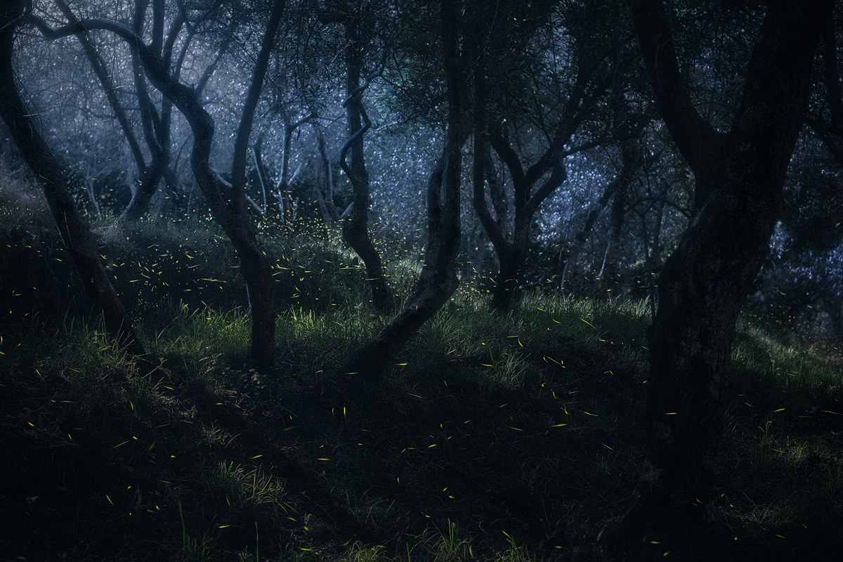 The enchanted forest