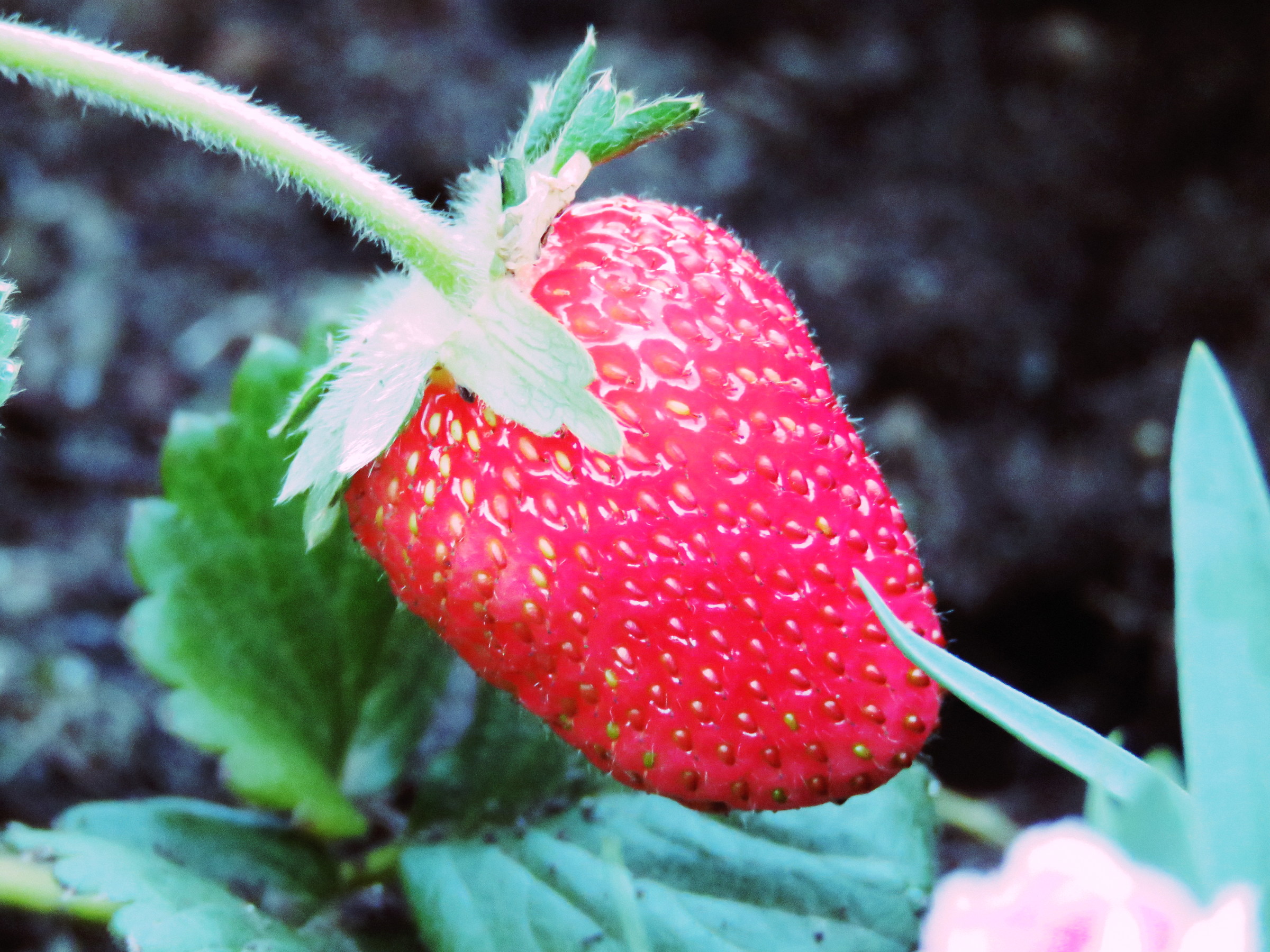 strawberry