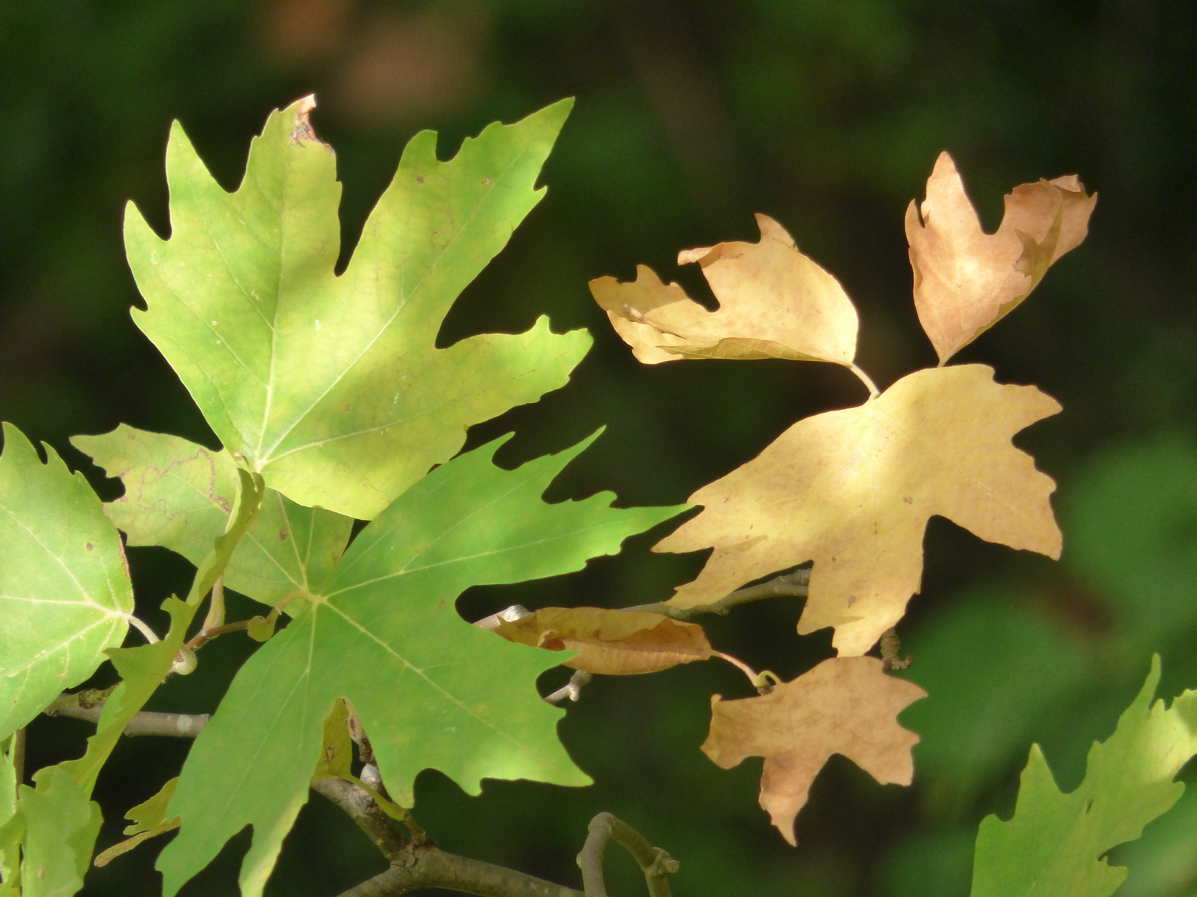 Goden - Green Leaves
