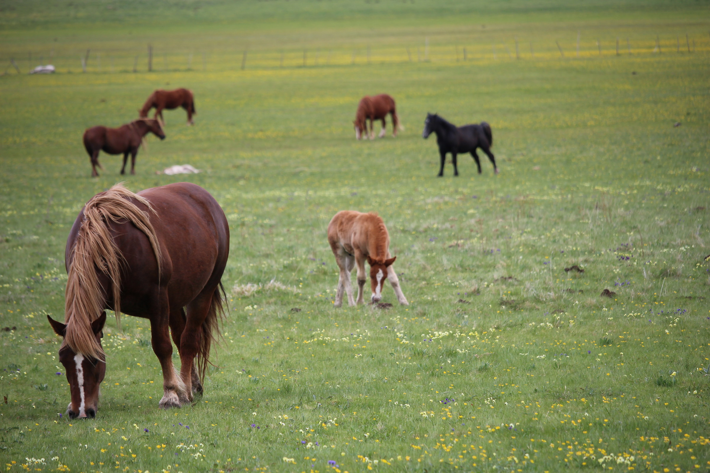 mandria di cavalli nei prati