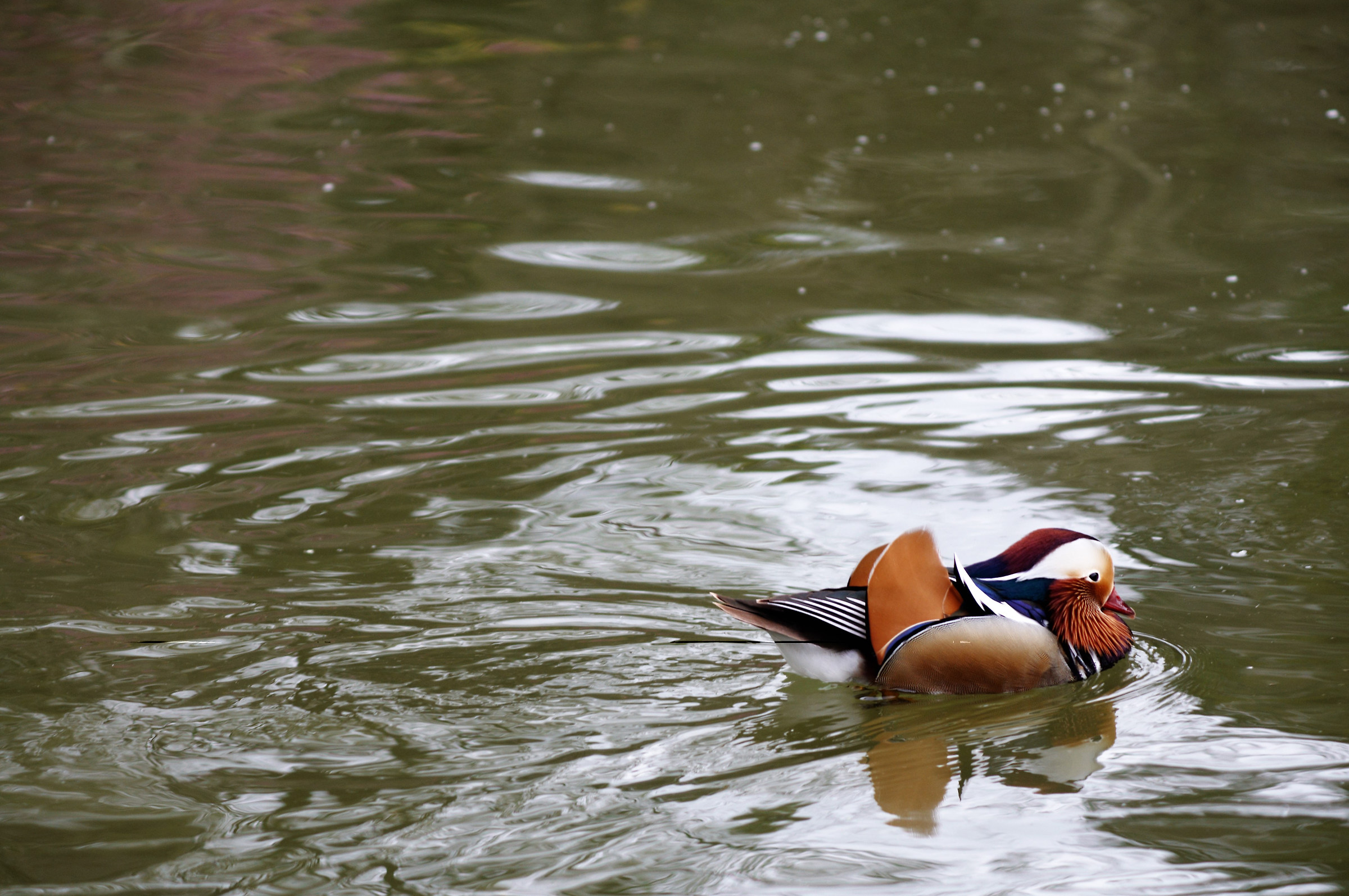 Mandarin duck