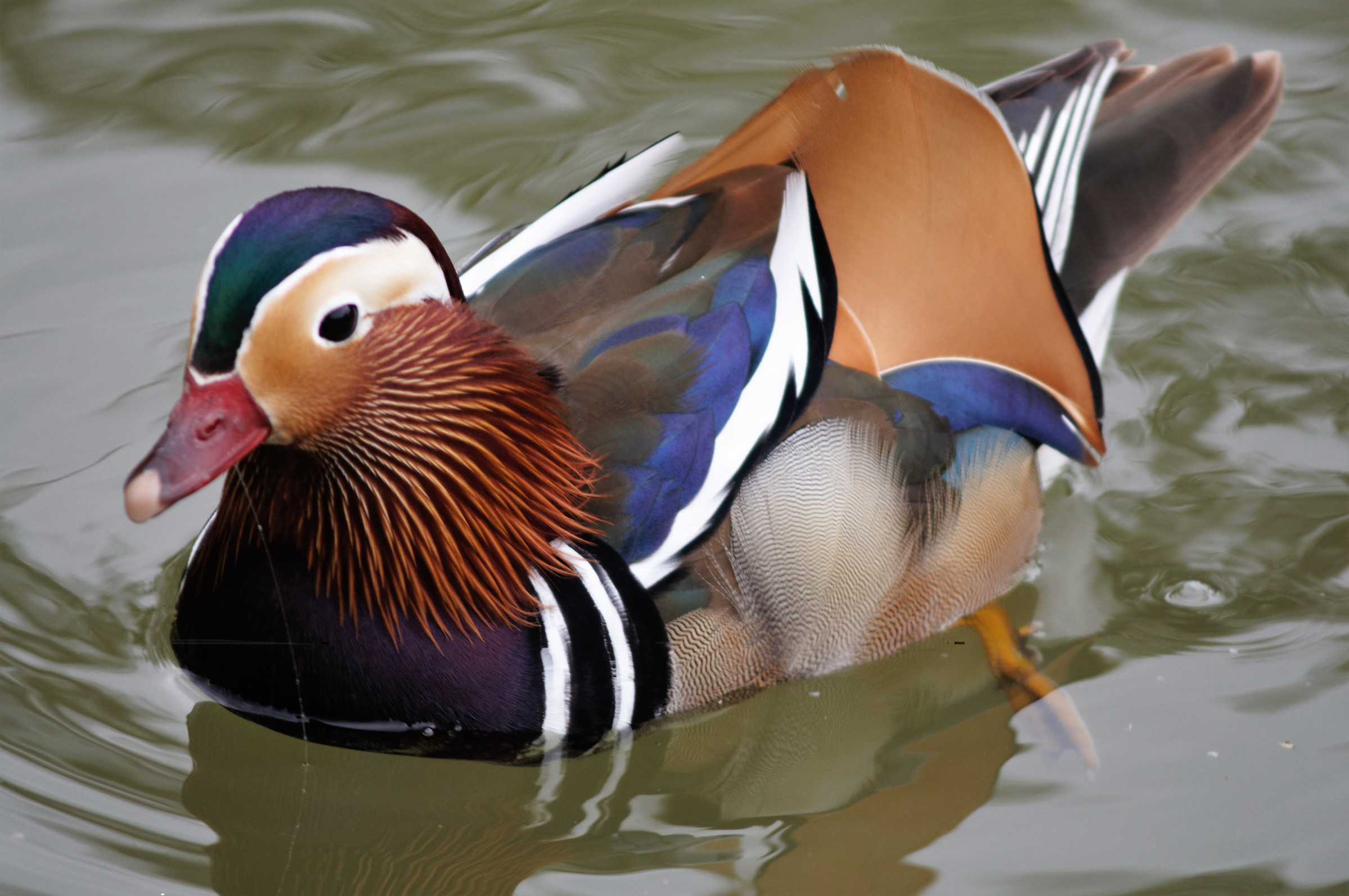 Mandarin duck