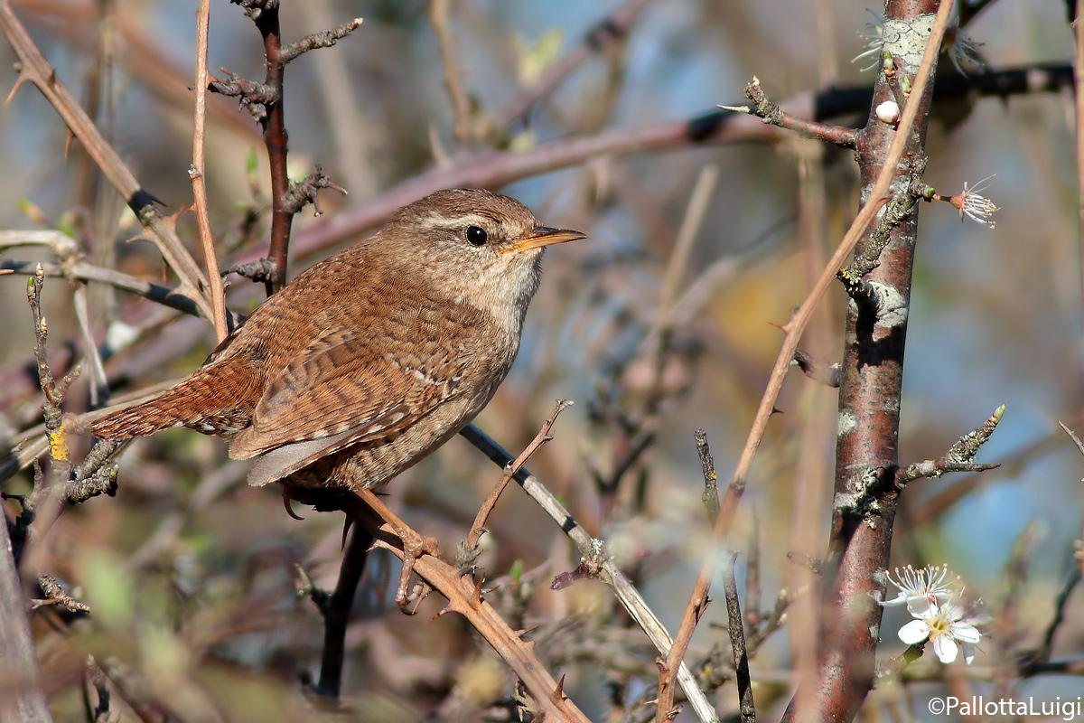 Wren (Troglodytes troglodytes)