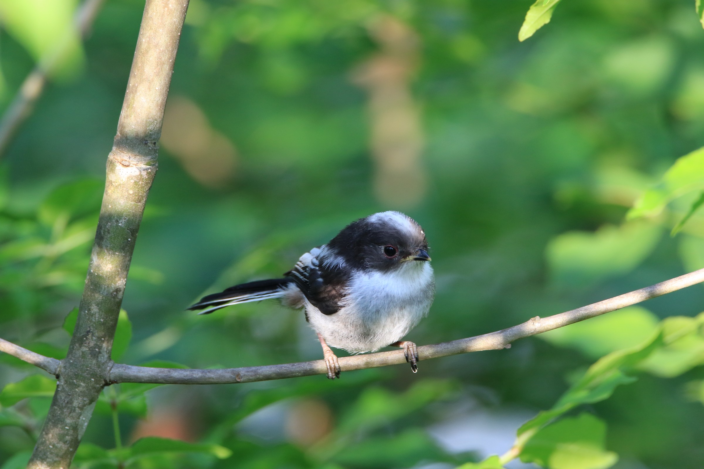 Long-tailed Tit