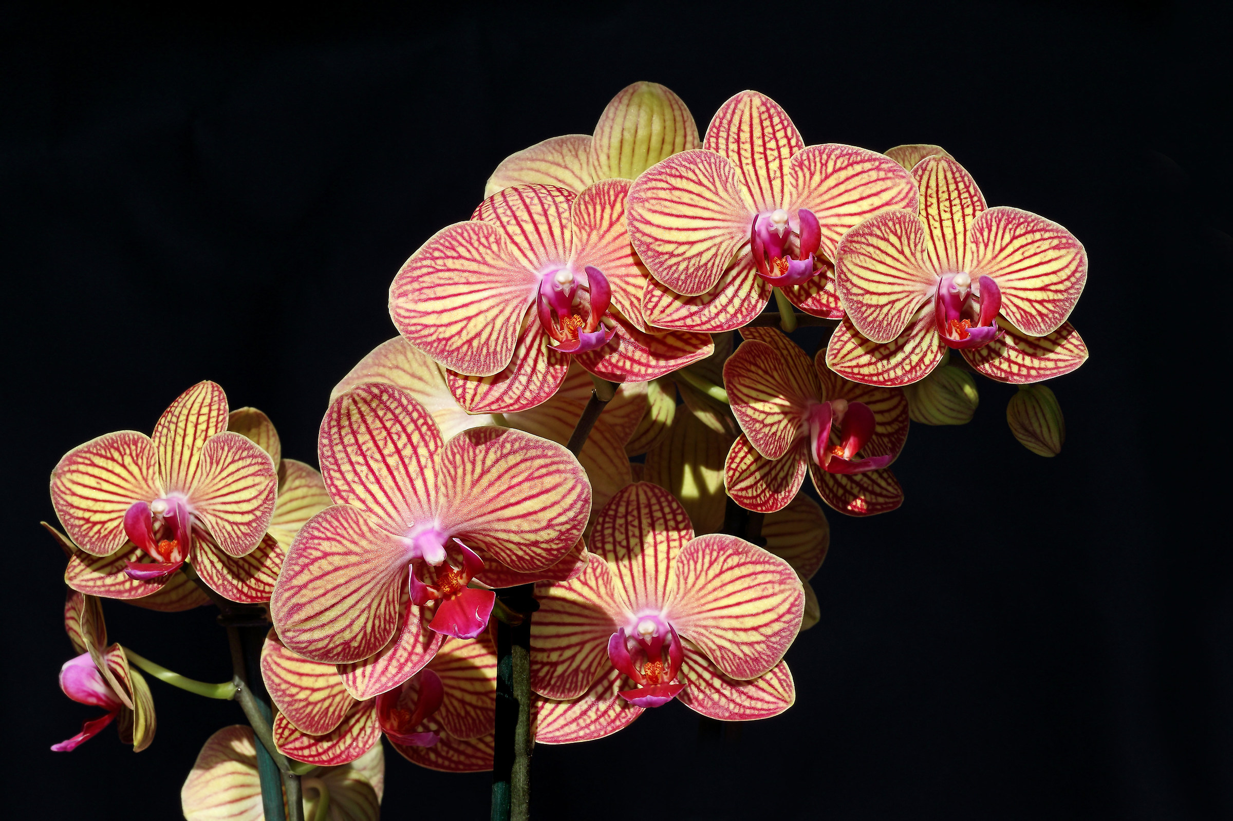 Orchidea Phalaenopsis