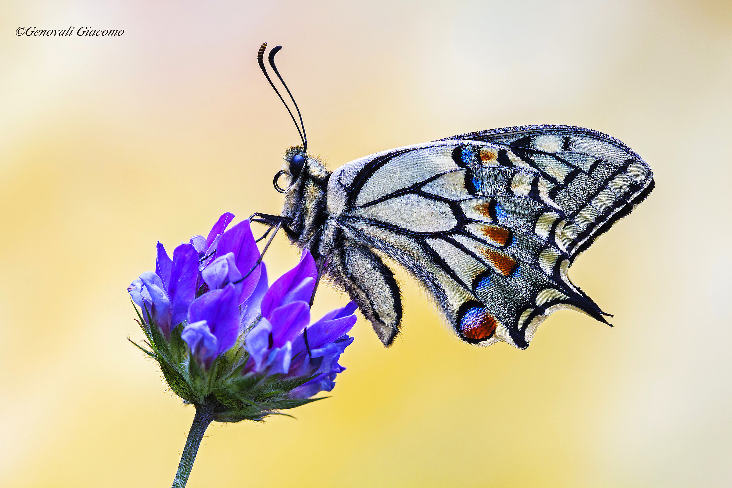 the first king of 2016