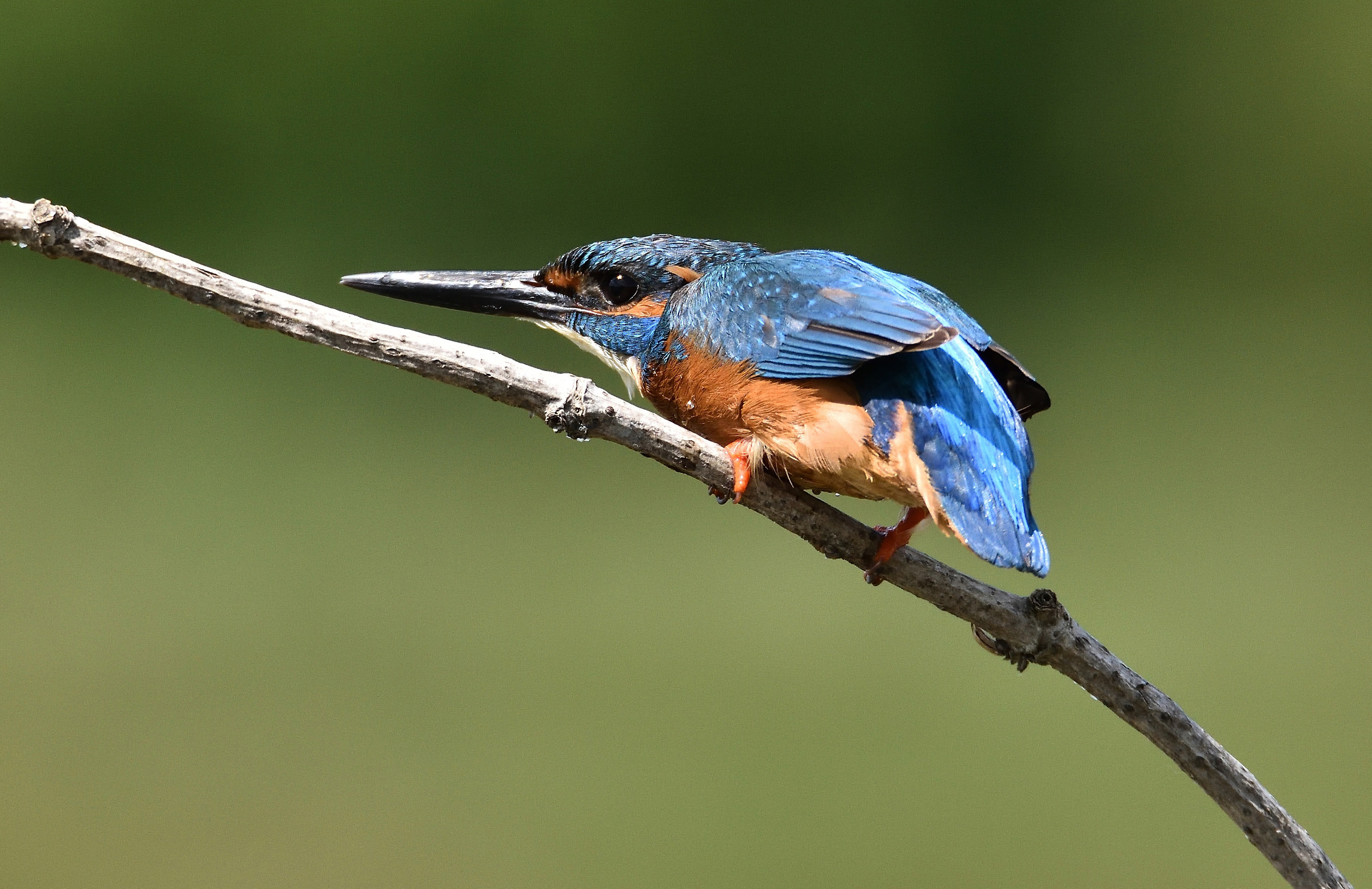 Kingfisher in attitude ... stealthy