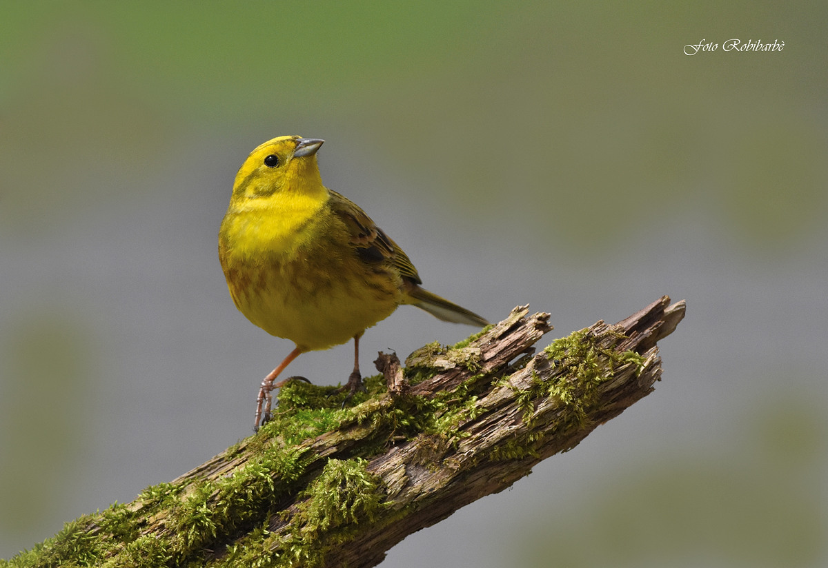 Yellowhammer ...