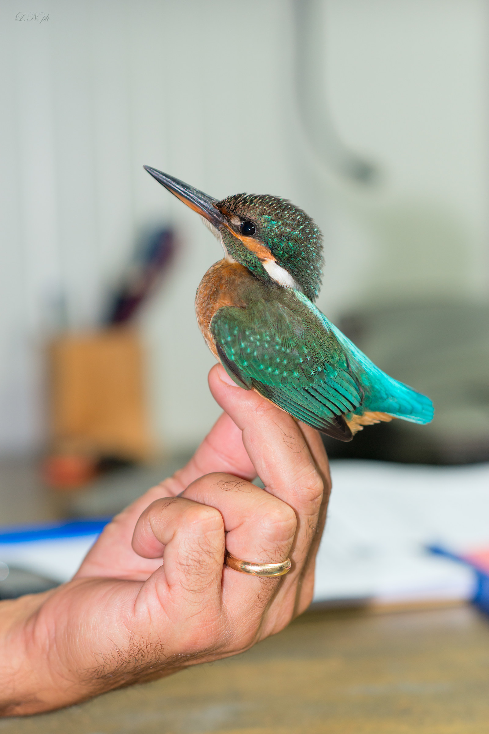 Martin Pescatore - Alcedo atthis bengalensis