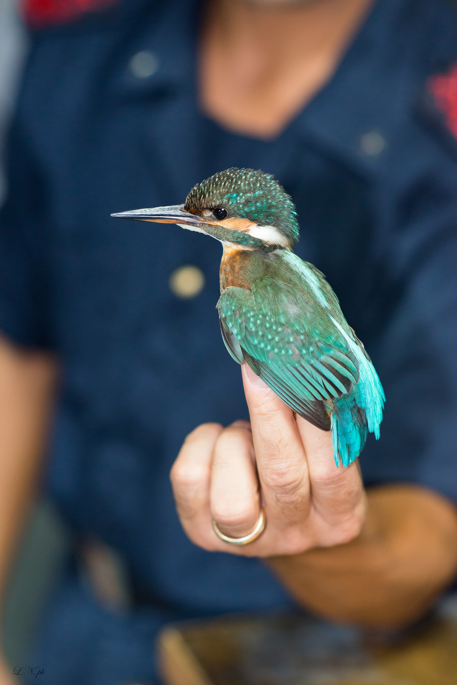 Martin Pescatore - Alcedo atthis bengalensis