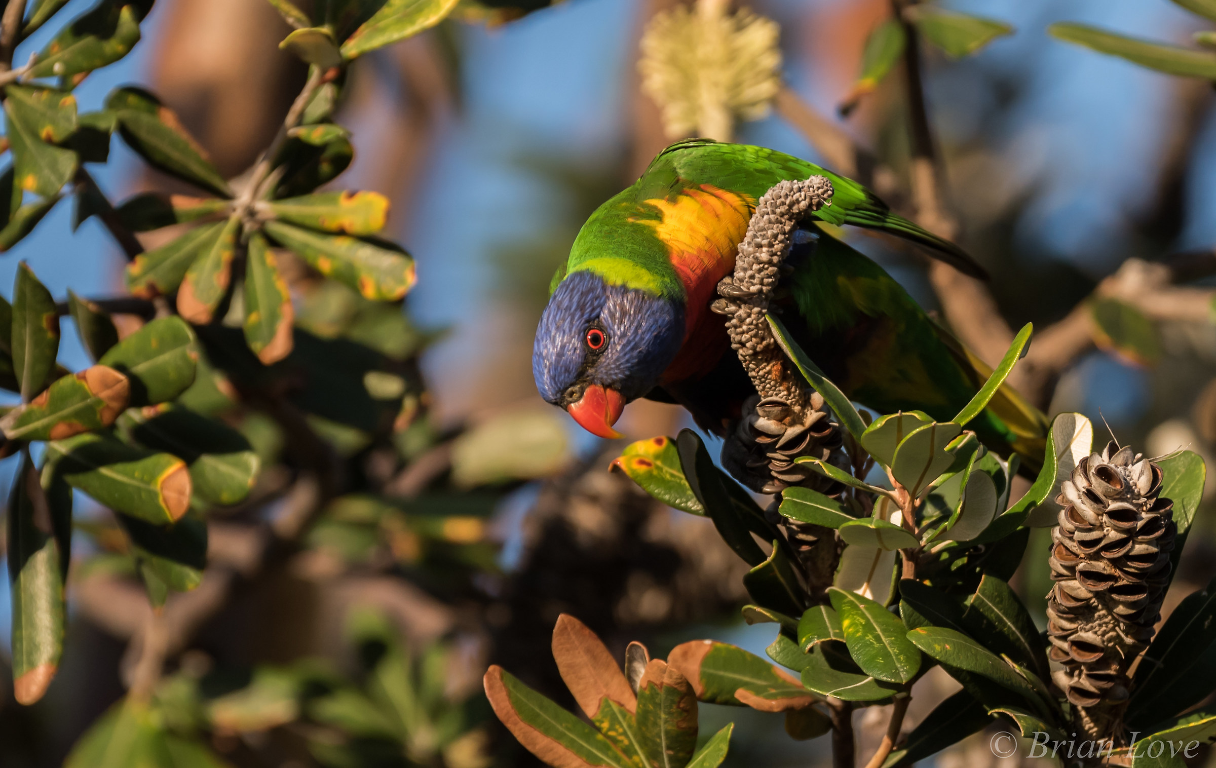 Rainbow Lorikeet