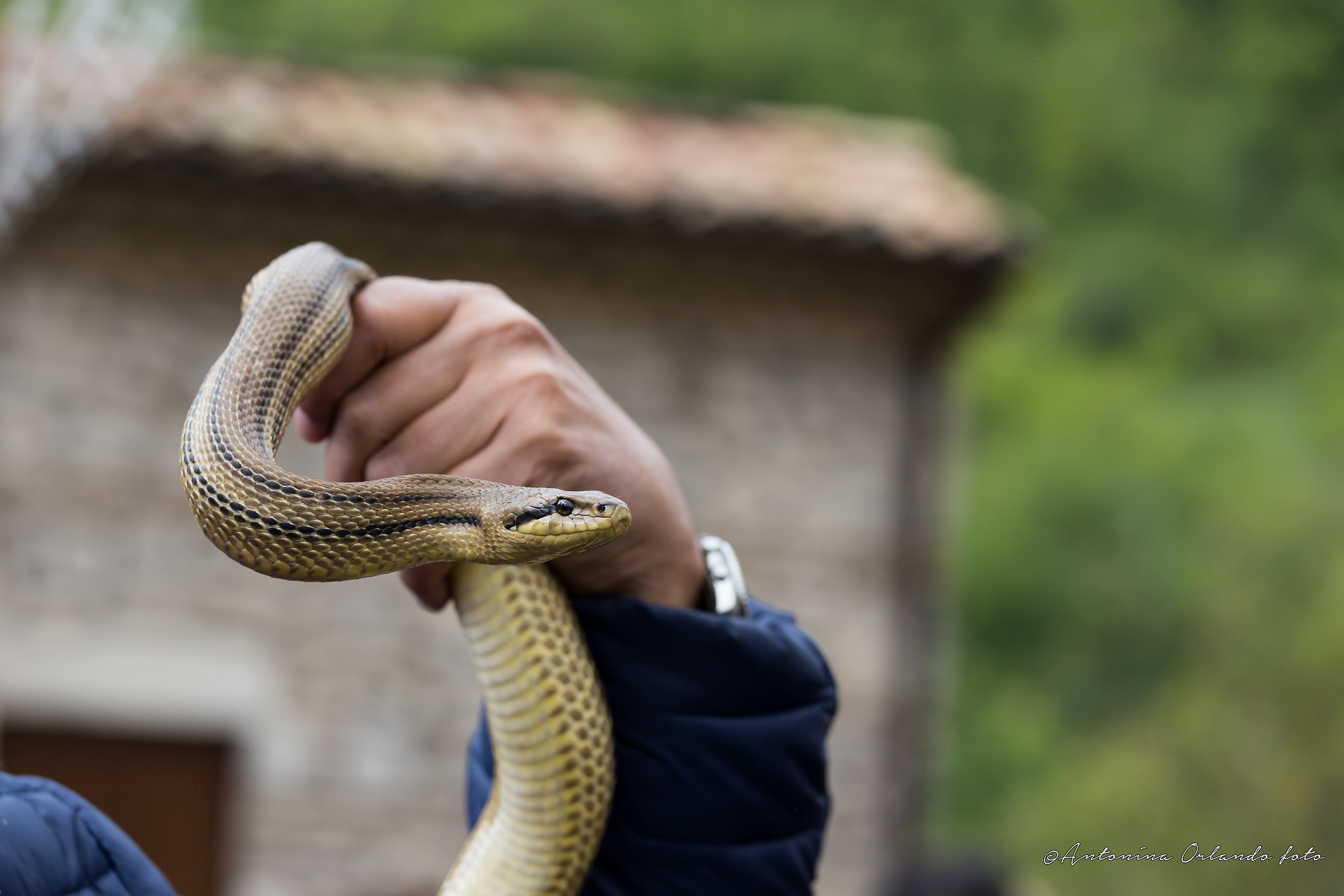 Il serpente