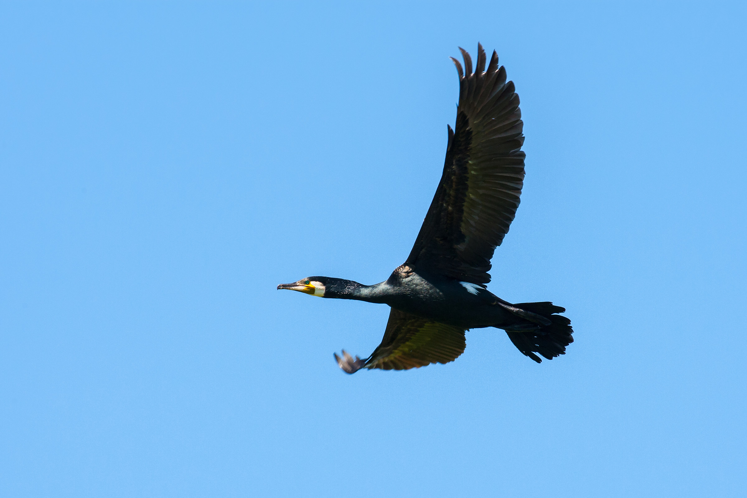 Cormorant