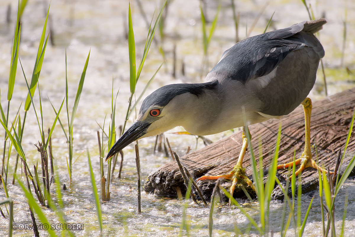 Nycticorax nycticorax