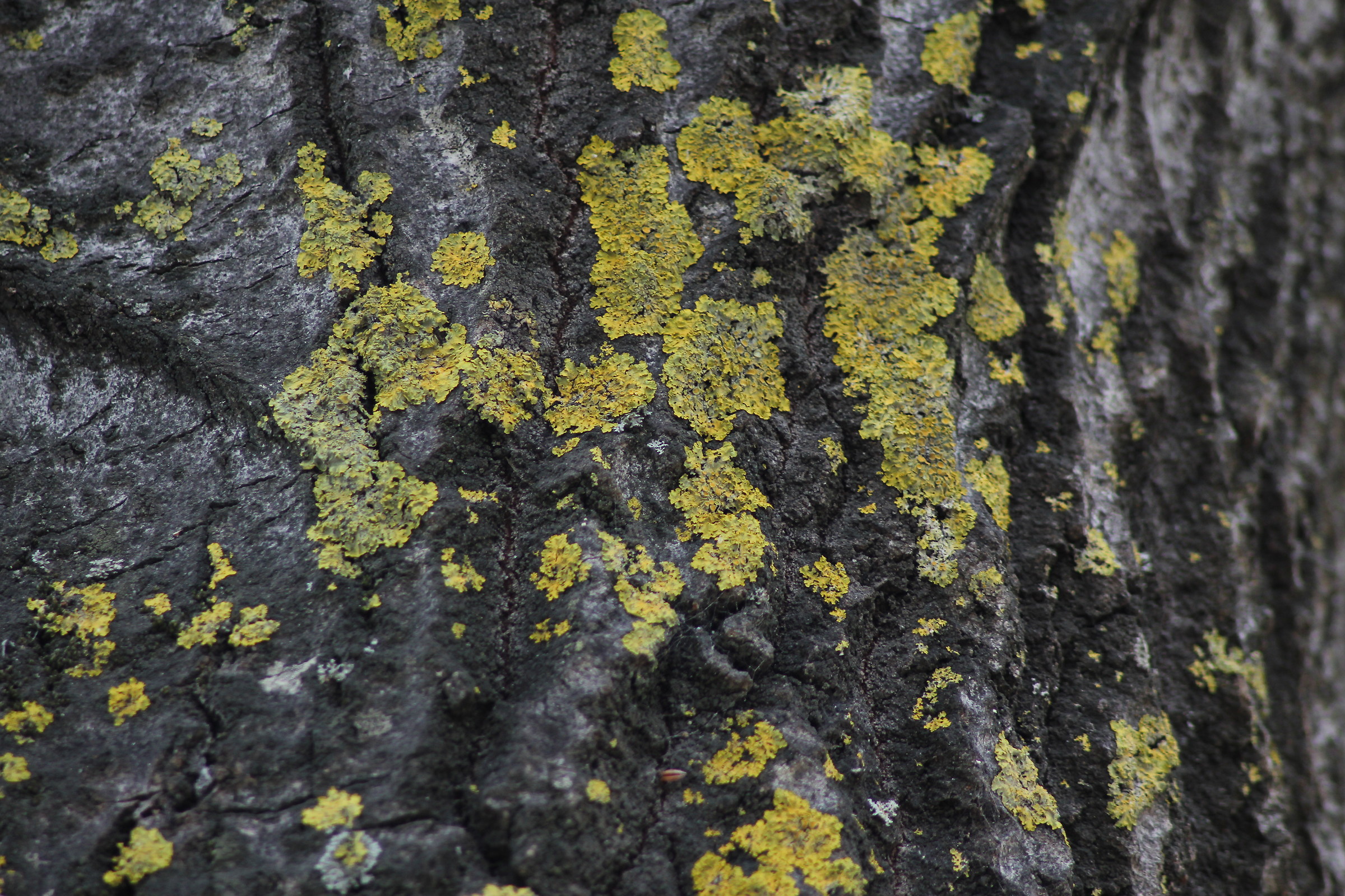 Funghi sul tronco d'albero
